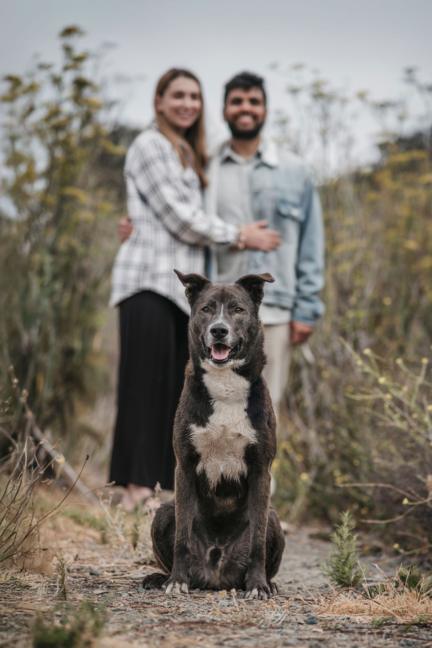 Dark brindle dog sitting in focus on a nature trail with a smiling couple embracing in the background.