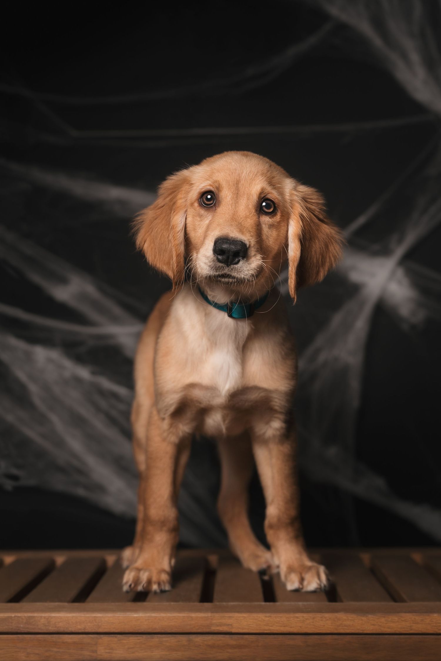 Golden retriever puppy with a teal collar standing on a wooden bench against a black backdrop draped with spooky white cobwebs.