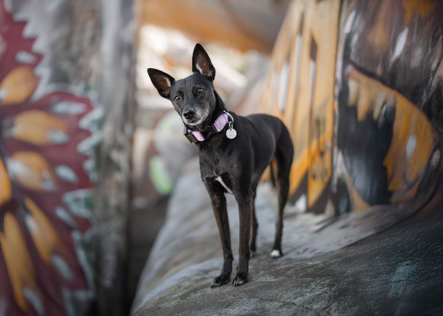 Black dog named Twila in front of a colorful mural during a Bay Area dog photoshoot, at fort funston.