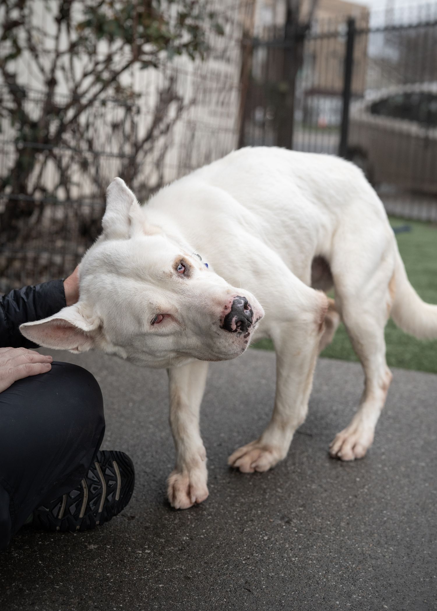 A white bully mix is getting scratches from a shelter volunteer.