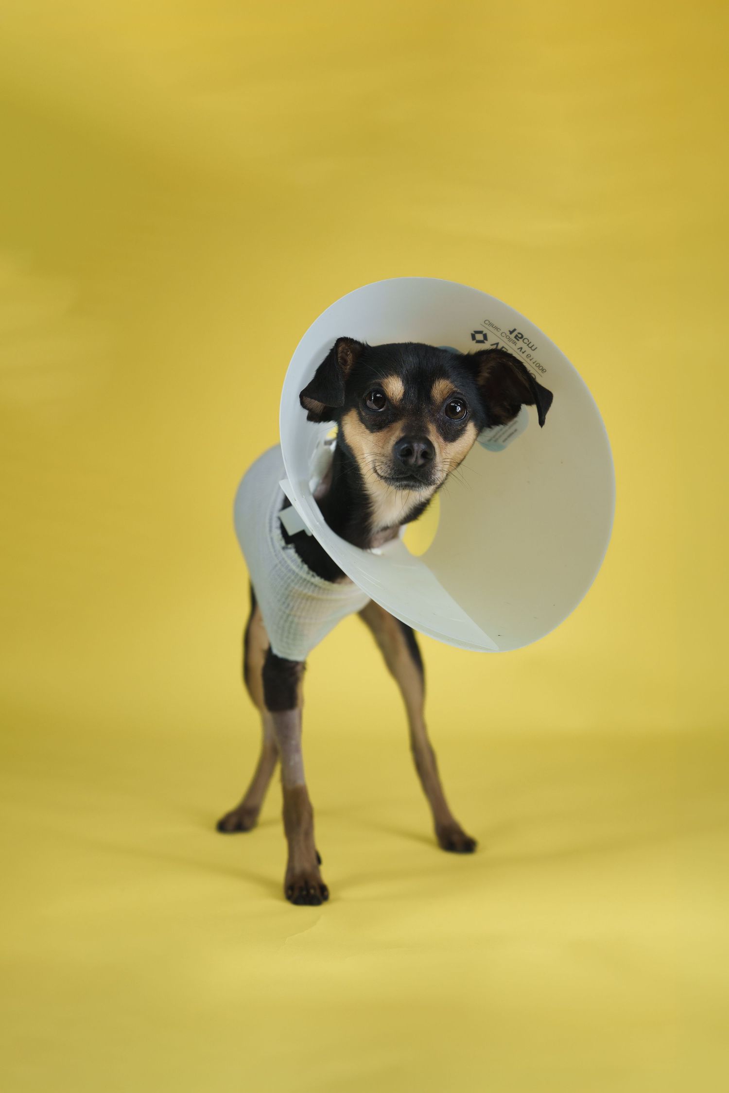 Small black and tan Chihuahua mix wearing white veterinary cone collar standing on yellow background.