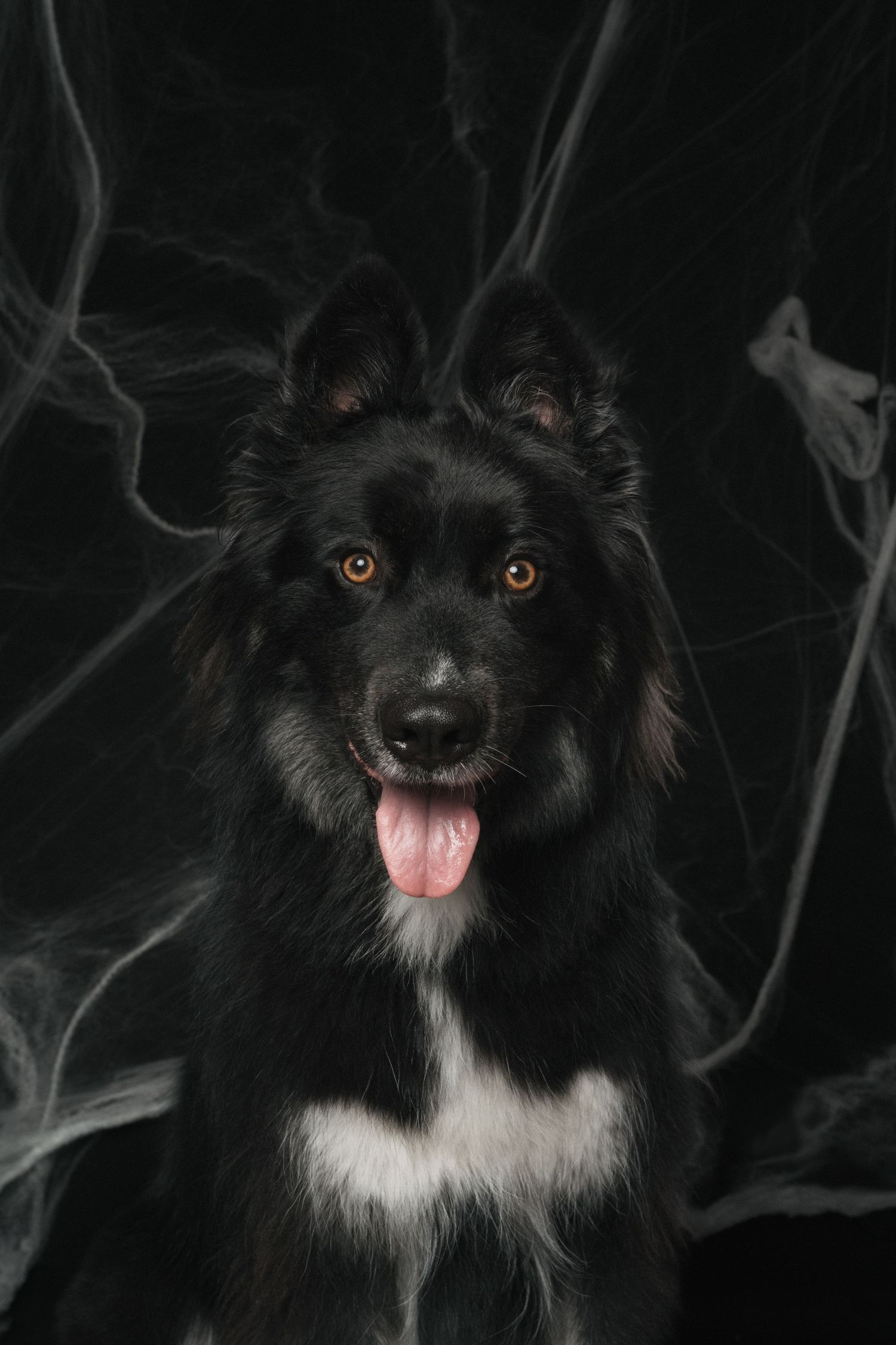 Black Border Collie dog with tongue out sitting against dark Halloween spider web background.