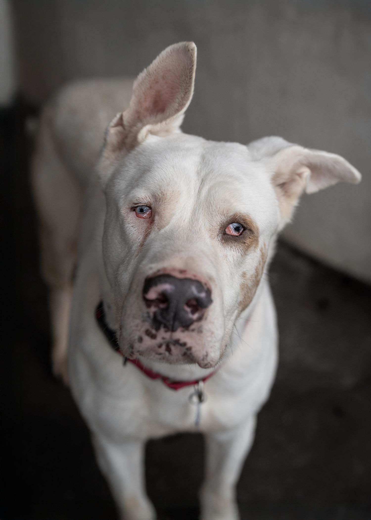 A white bully mix looks up at the camera. His ears are wonky.