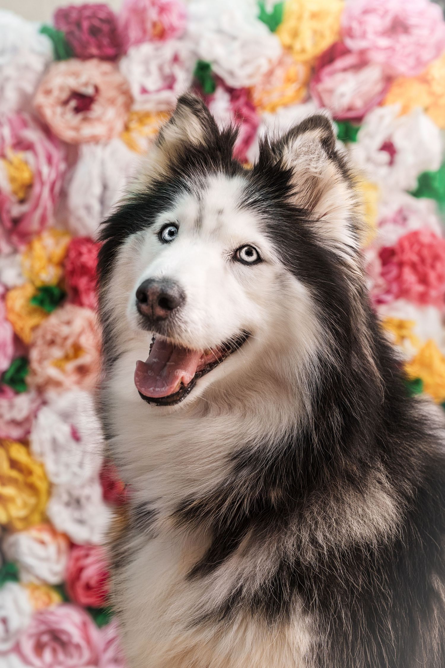 A black and white Siberian Husky with blue eyes poses in front of a colorful flower wall.