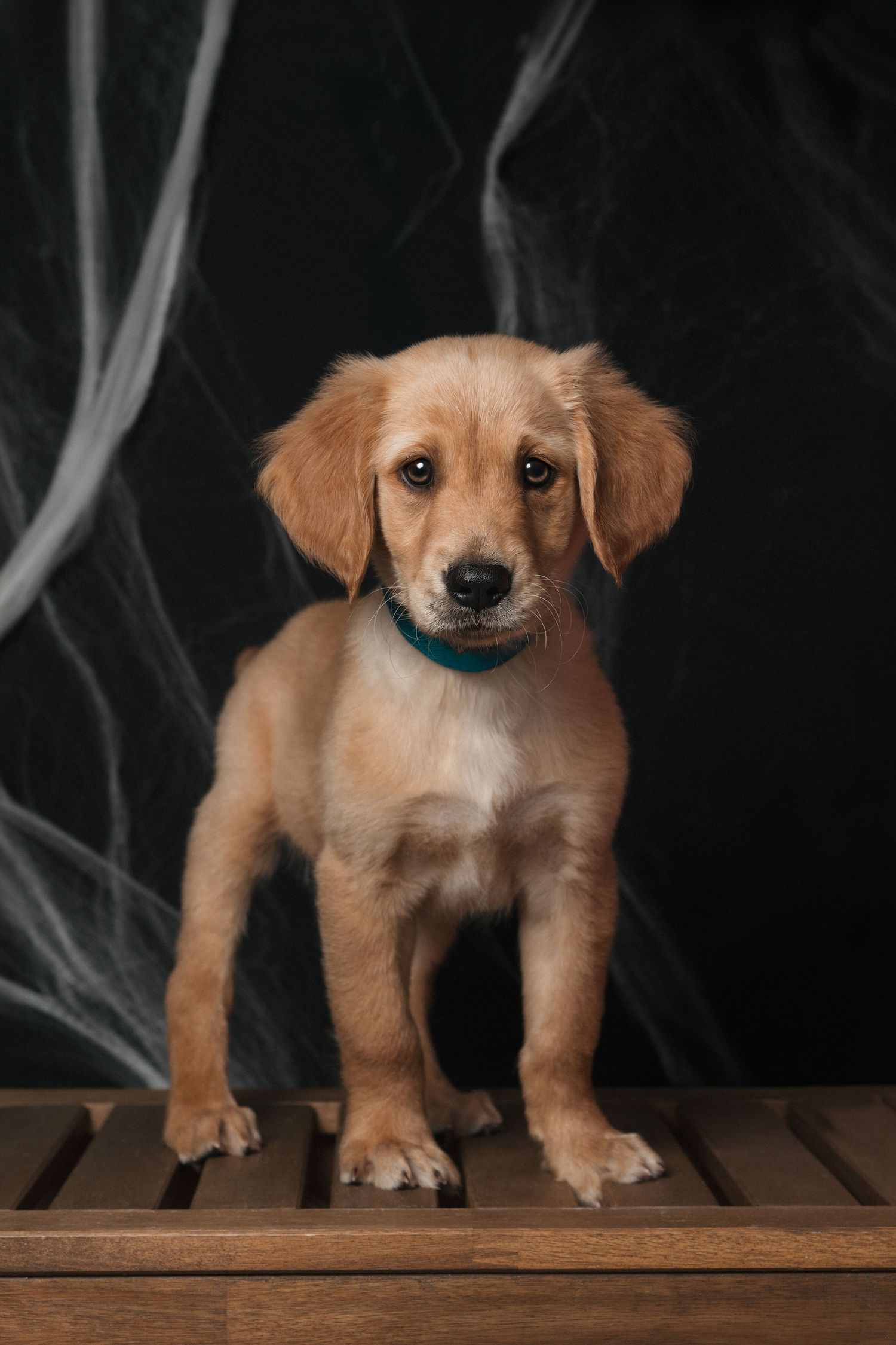 Adorable golden puppy wearing a teal collar stands on wooden slats against a dark Halloween spider web background.