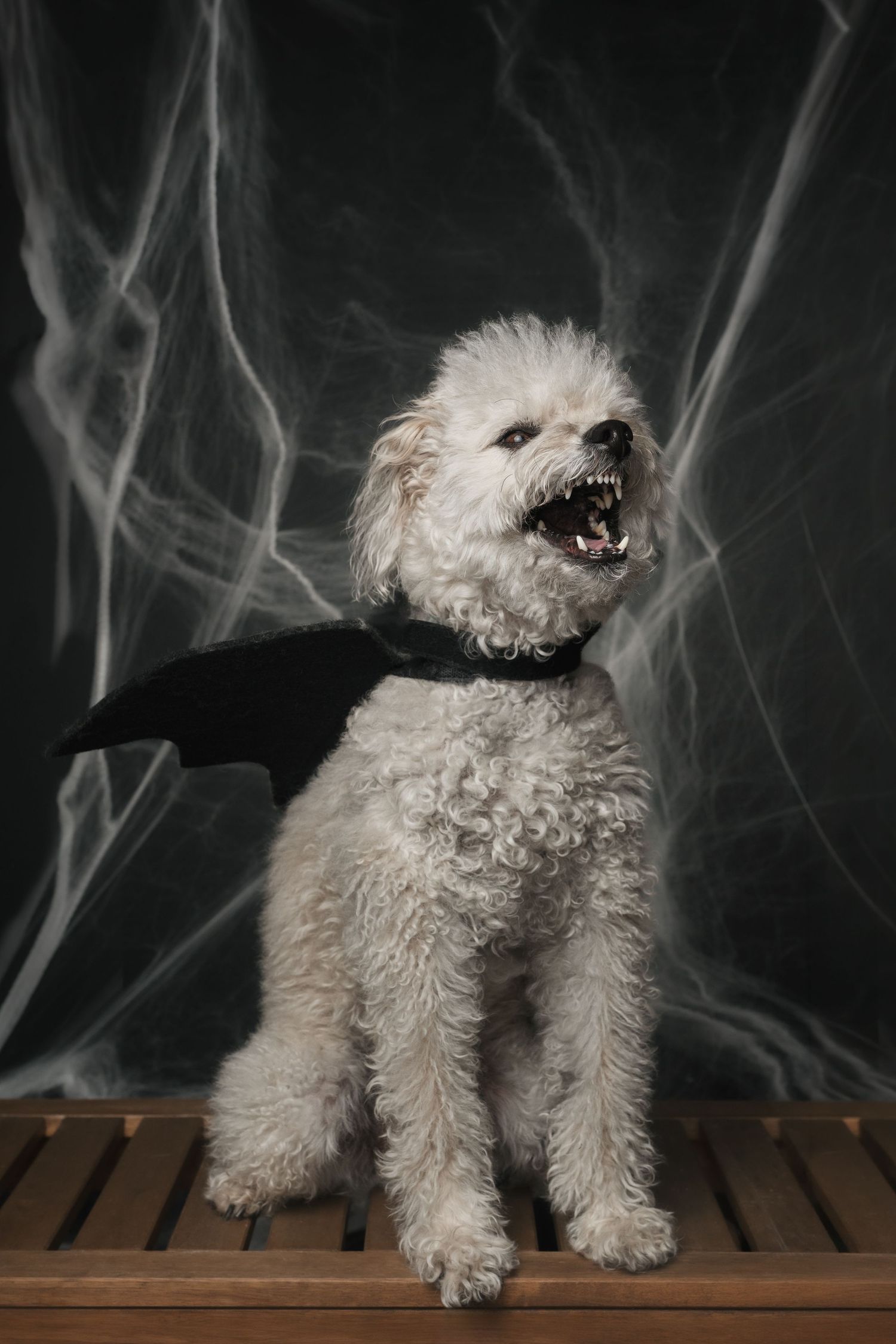 White fluffy dog wearing black bat wings costume with mouth open, sitting against dark smoky Halloween background.