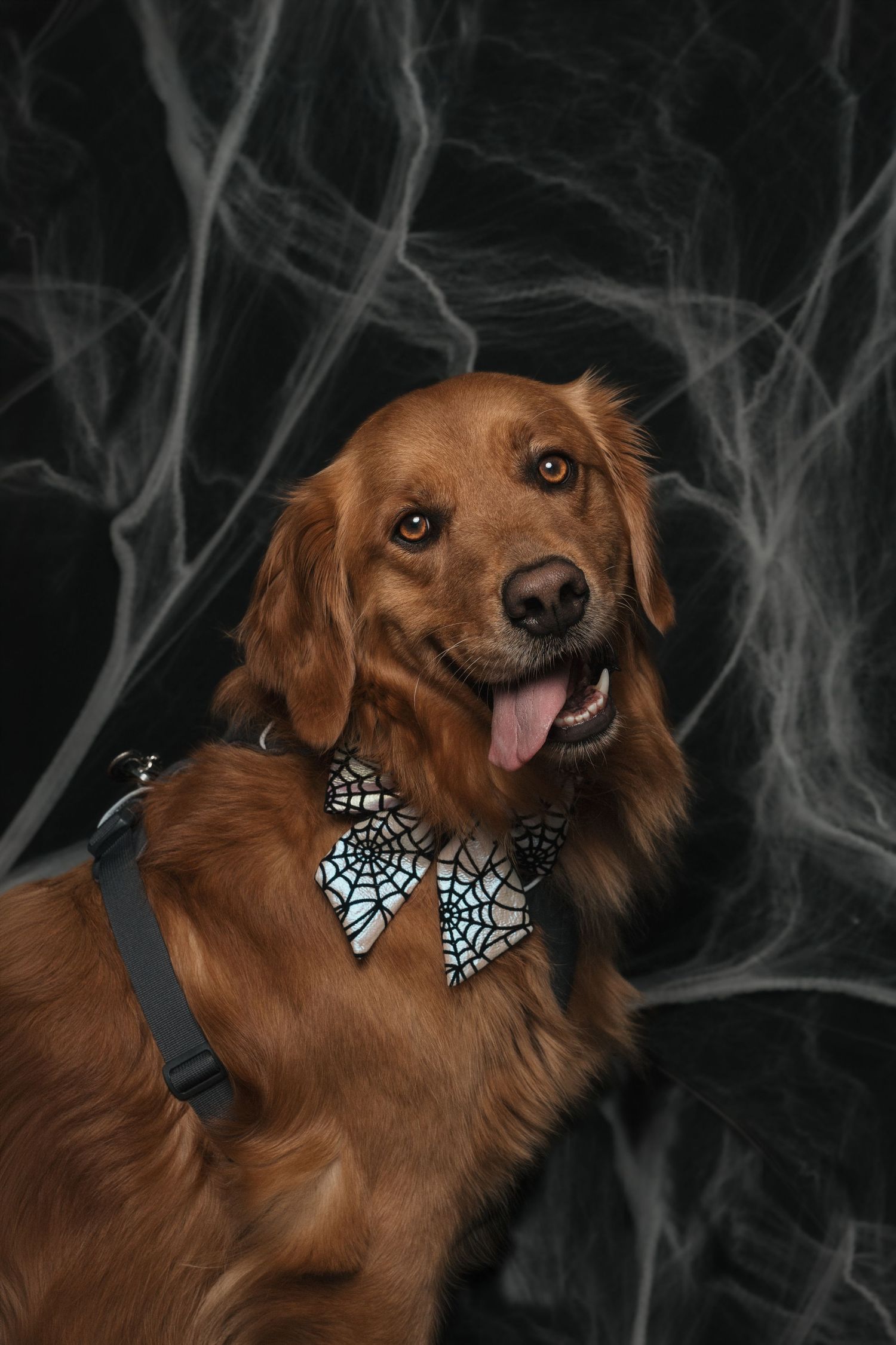 A golden retriever dog wearing a spiderweb bow tie poses against a dark Halloween-themed background with white cobwebs.