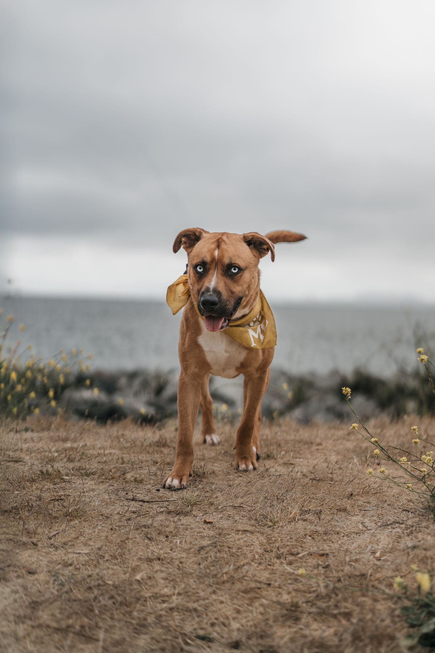 Brown Pit Bull mix dog with gold bandana running toward camera with ocean and cloudy sky in background.
