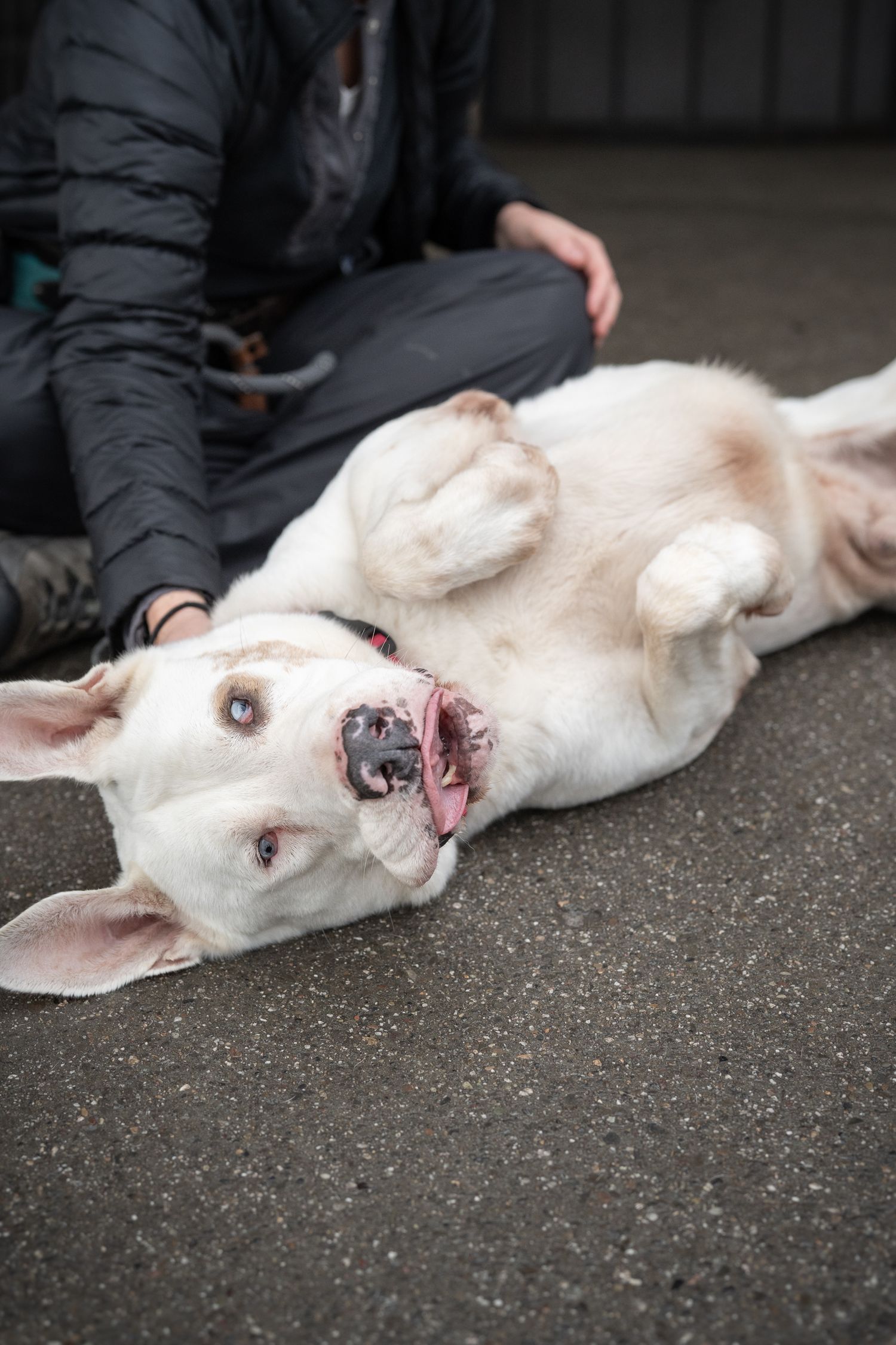 A white bully mix is laying on the floor getting belly rubs, he has a goofy expression on his face.