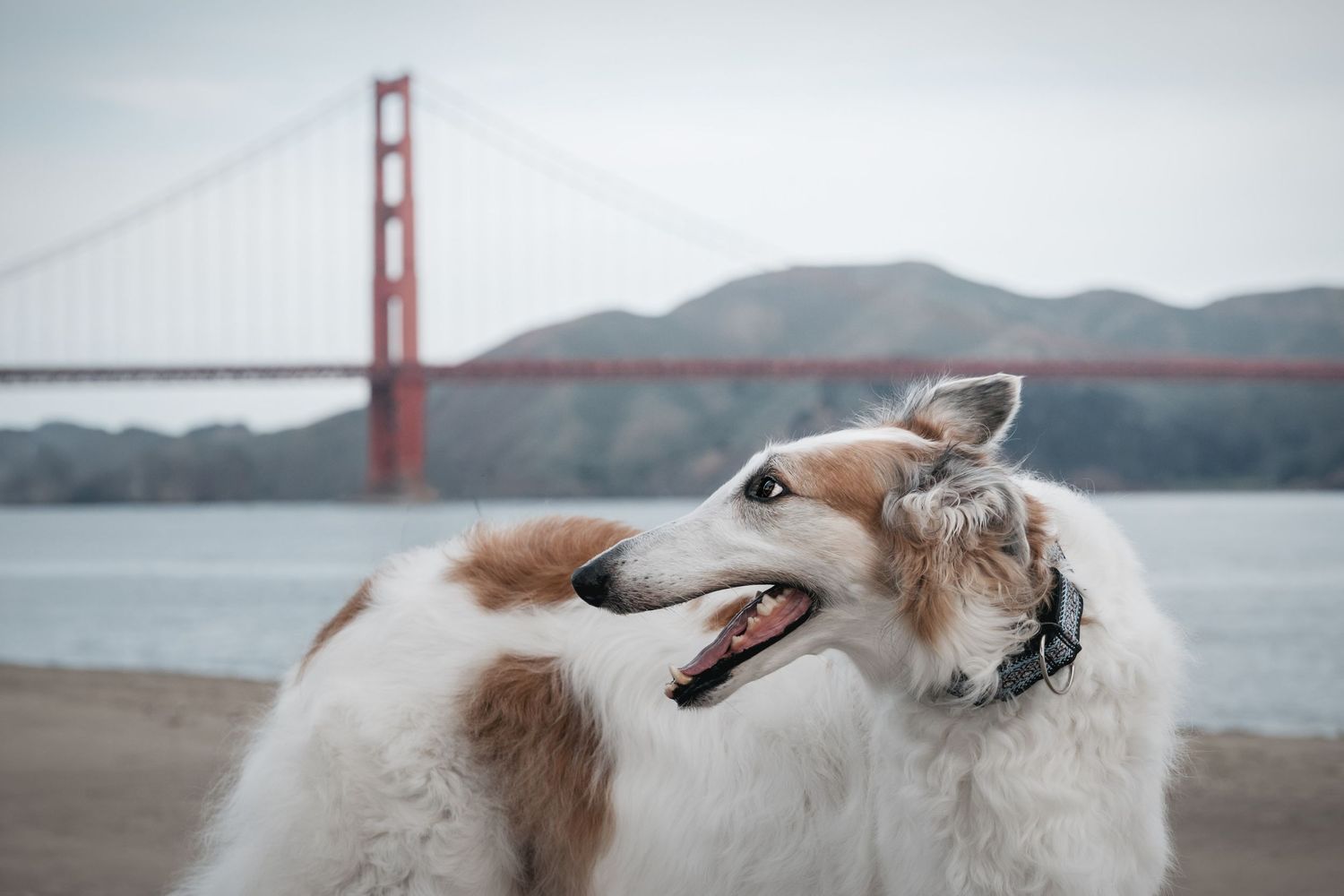 A fluffy Borzoi dog with mouth open poses on a beach with the Golden Gate Bridge in the background.