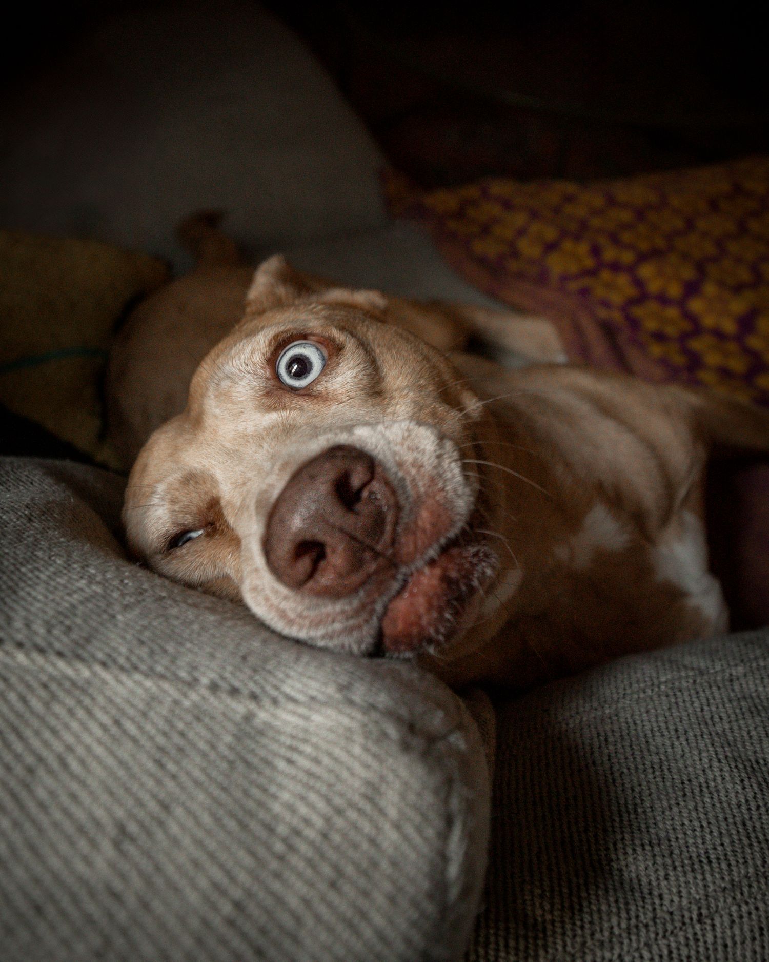 A brown and white dog lies on a couch with one eye open, looking playfully at the camera.