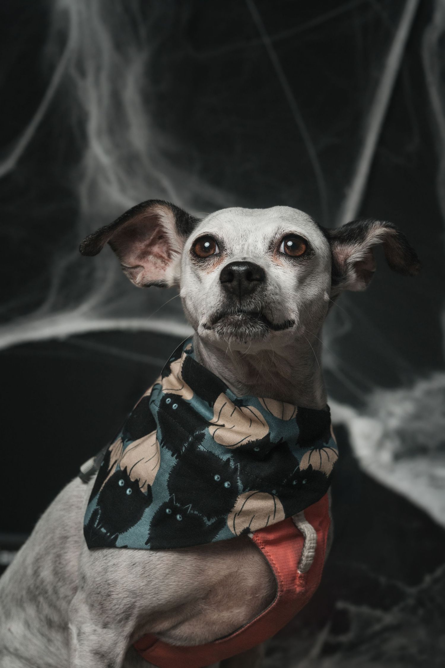 Gray and white dog wearing a black cat-print bandana and orange harness poses against a dark background draped in spooky white spiderweb.