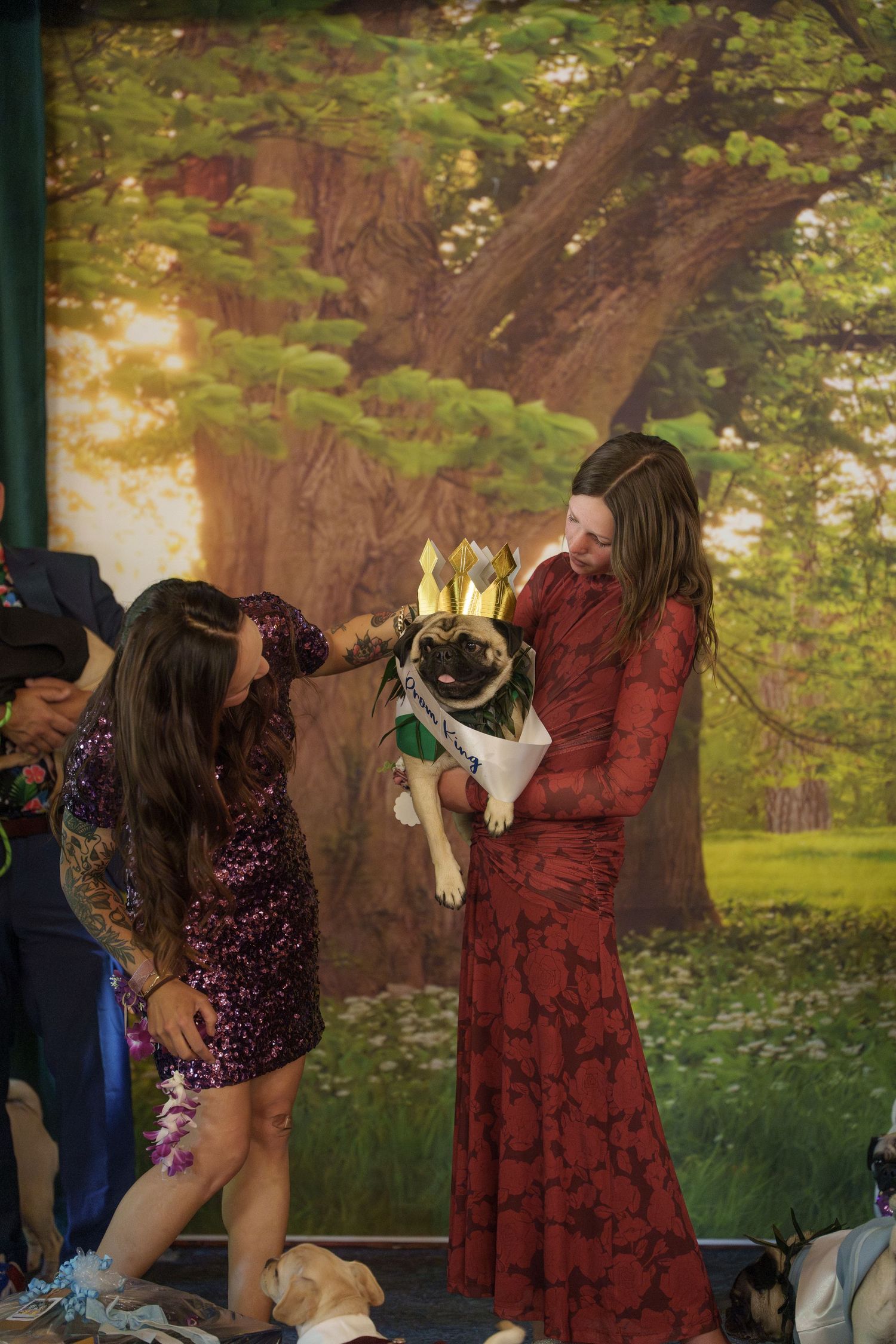 Two women in formal gowns place a crown on a dressed-up pug dog at the first annual pug prom.