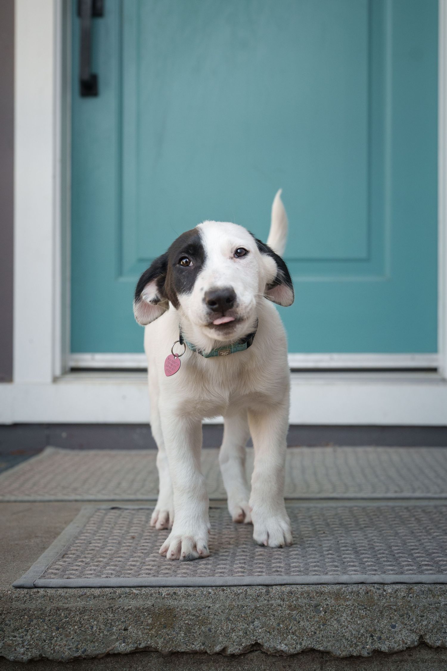 White and black spotted puppy standing on doorstep with pink tag collar in front of teal door.