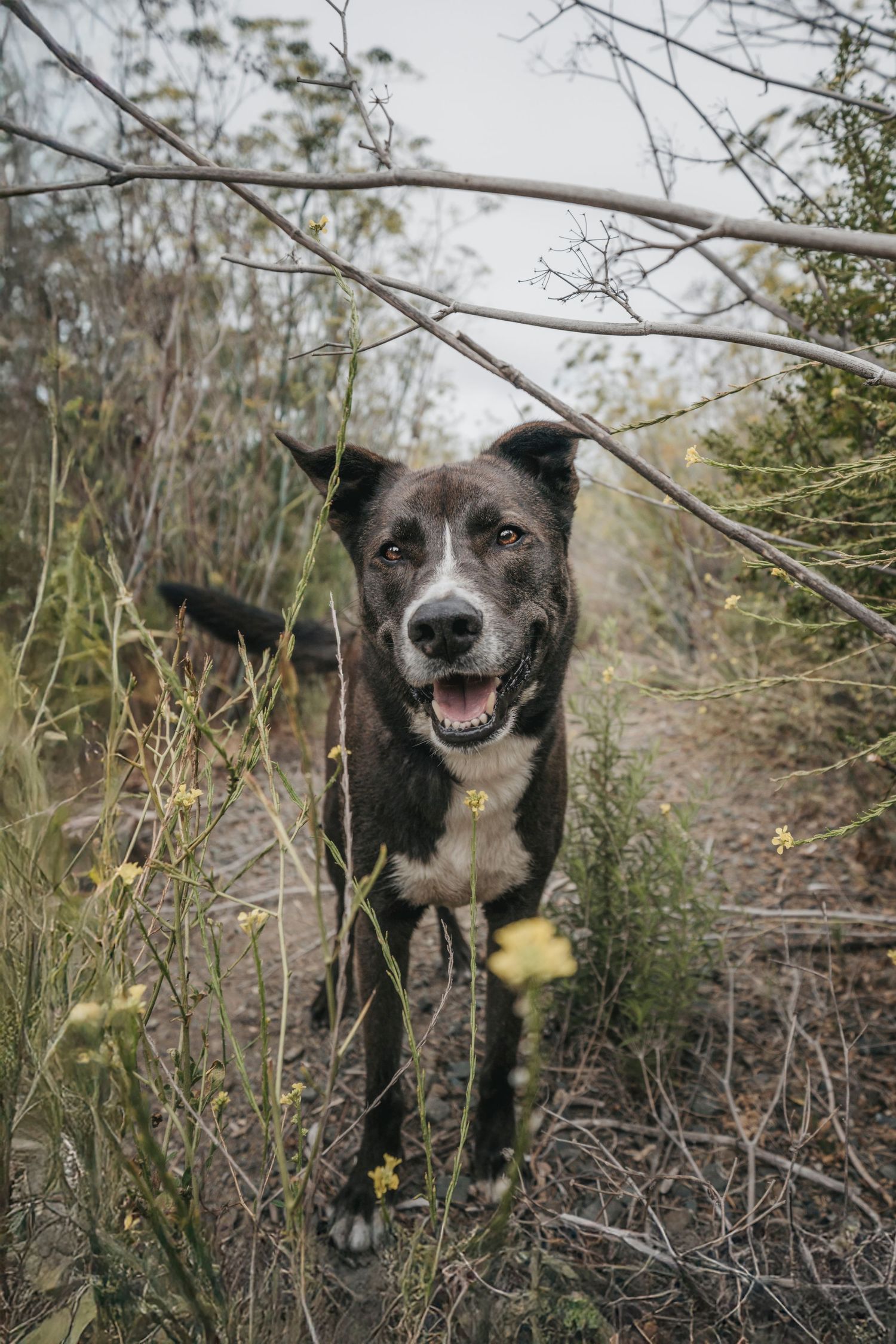 Happy dark brindle dog with mouth open standing among wildflowers and branches on a nature trail.