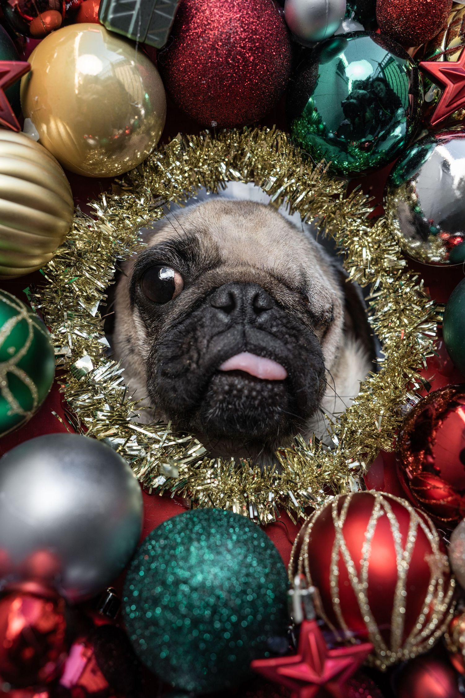 Pug dog with tongue out peeking through gold tinsel surrounded by colorful Christmas ornament balls.