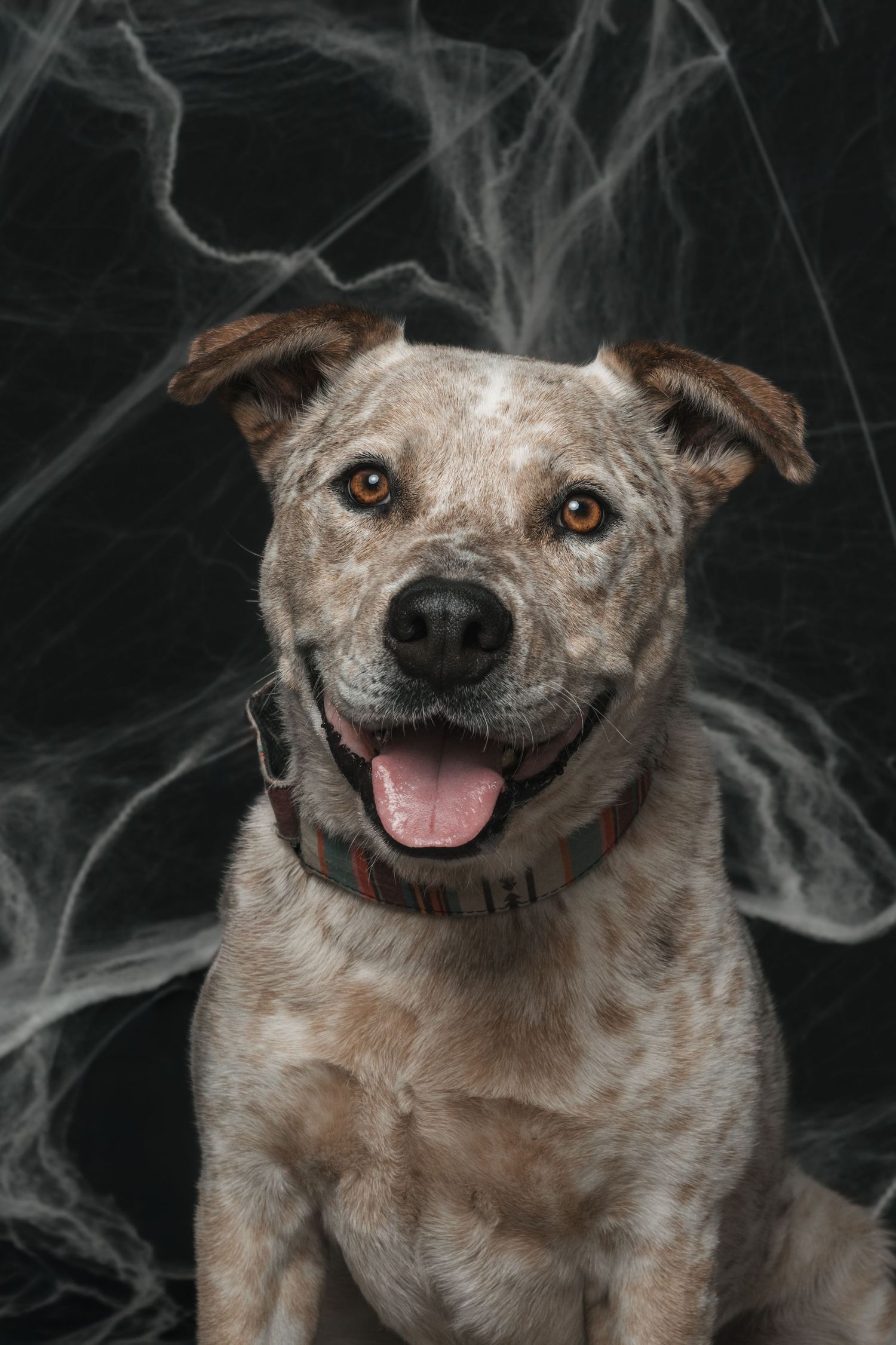 A happy merle dog with brown eyes and a plaid collar sits smiling against a dark background with wispy white smoke.
