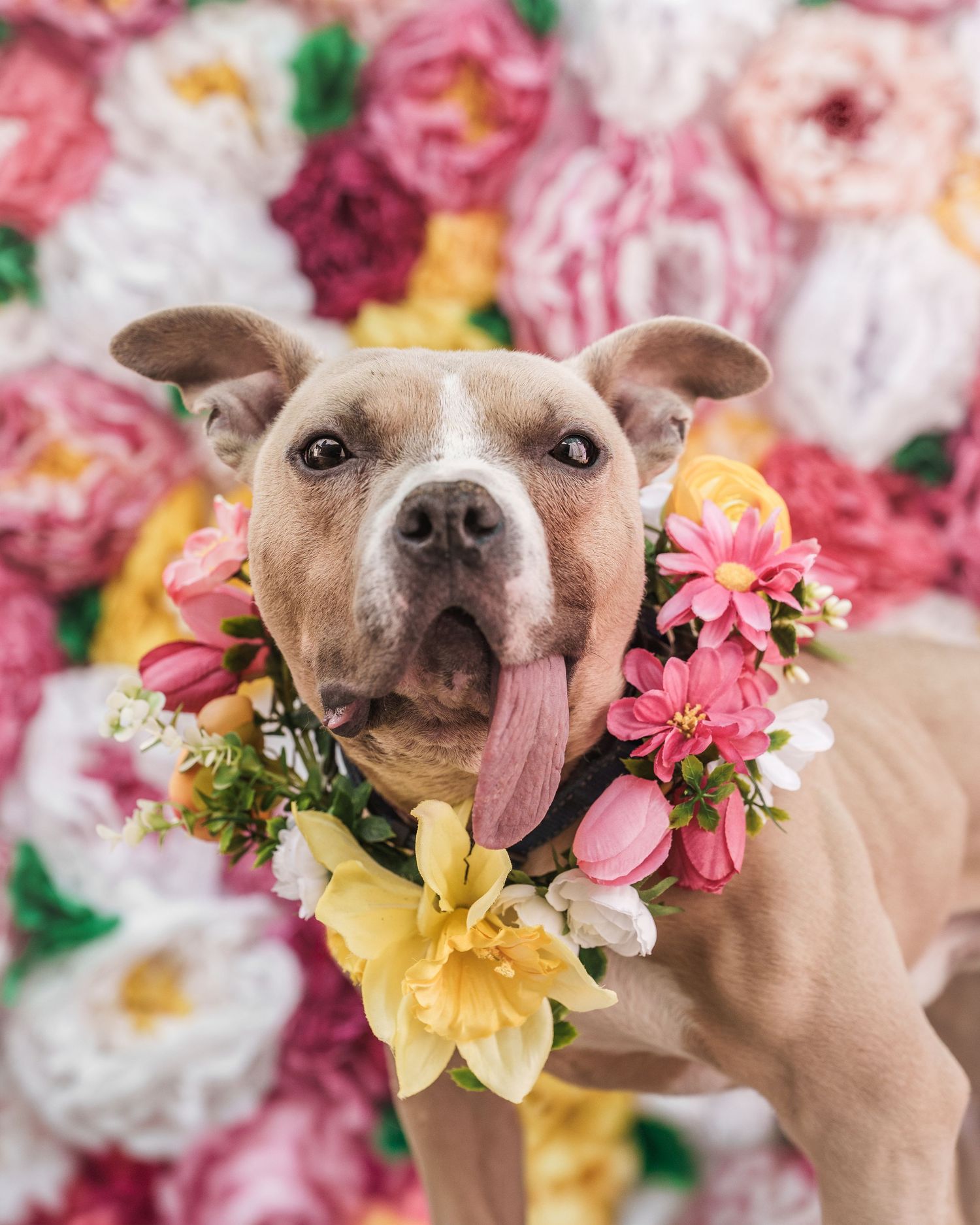 A happy pit bull dog wearing a colorful floral collar poses in front of a vibrant flower wall backdrop.