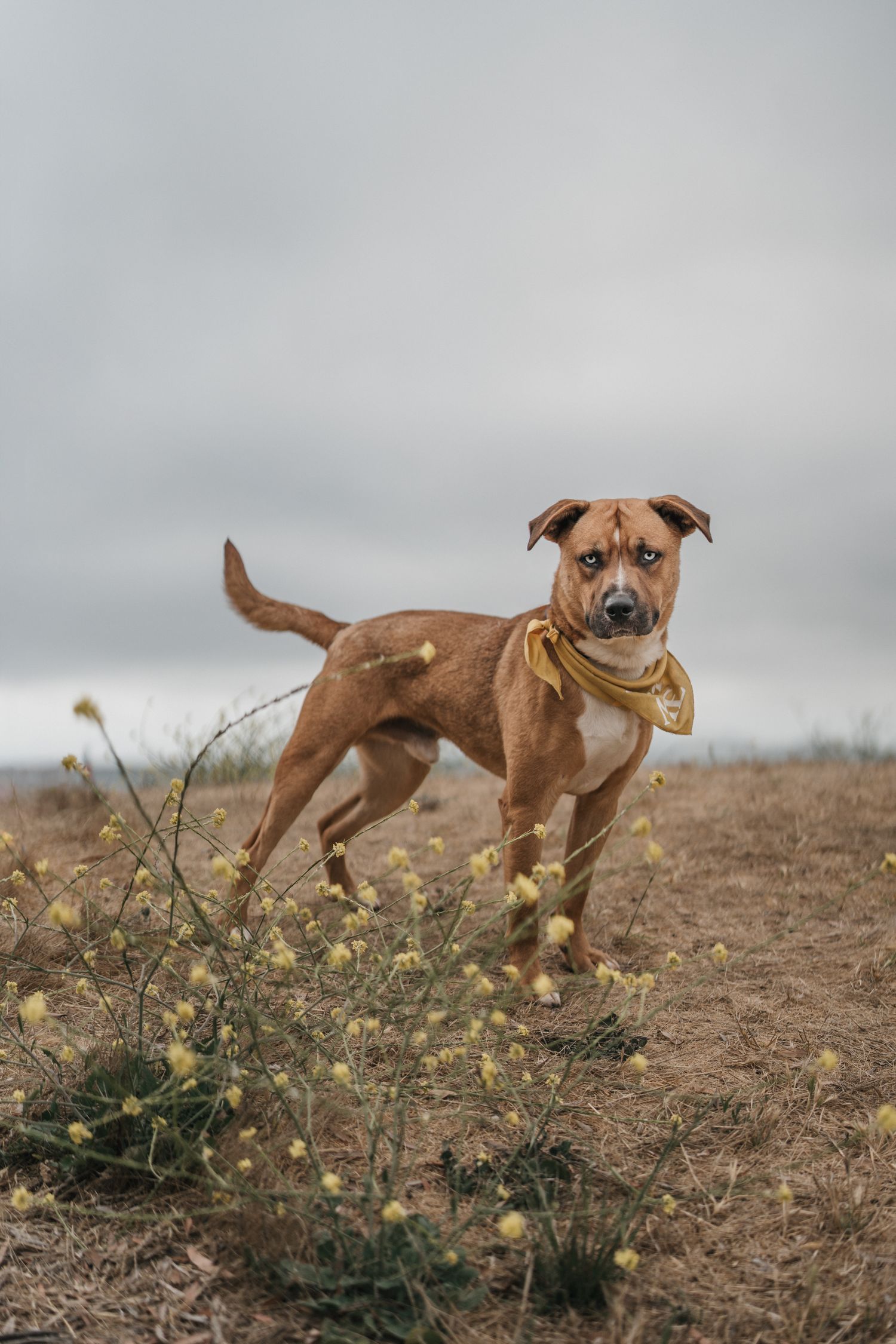 Prince, a tan husky-pit mix adoptable dog, looking at the camera in SF Bay Area rescue dog photography.