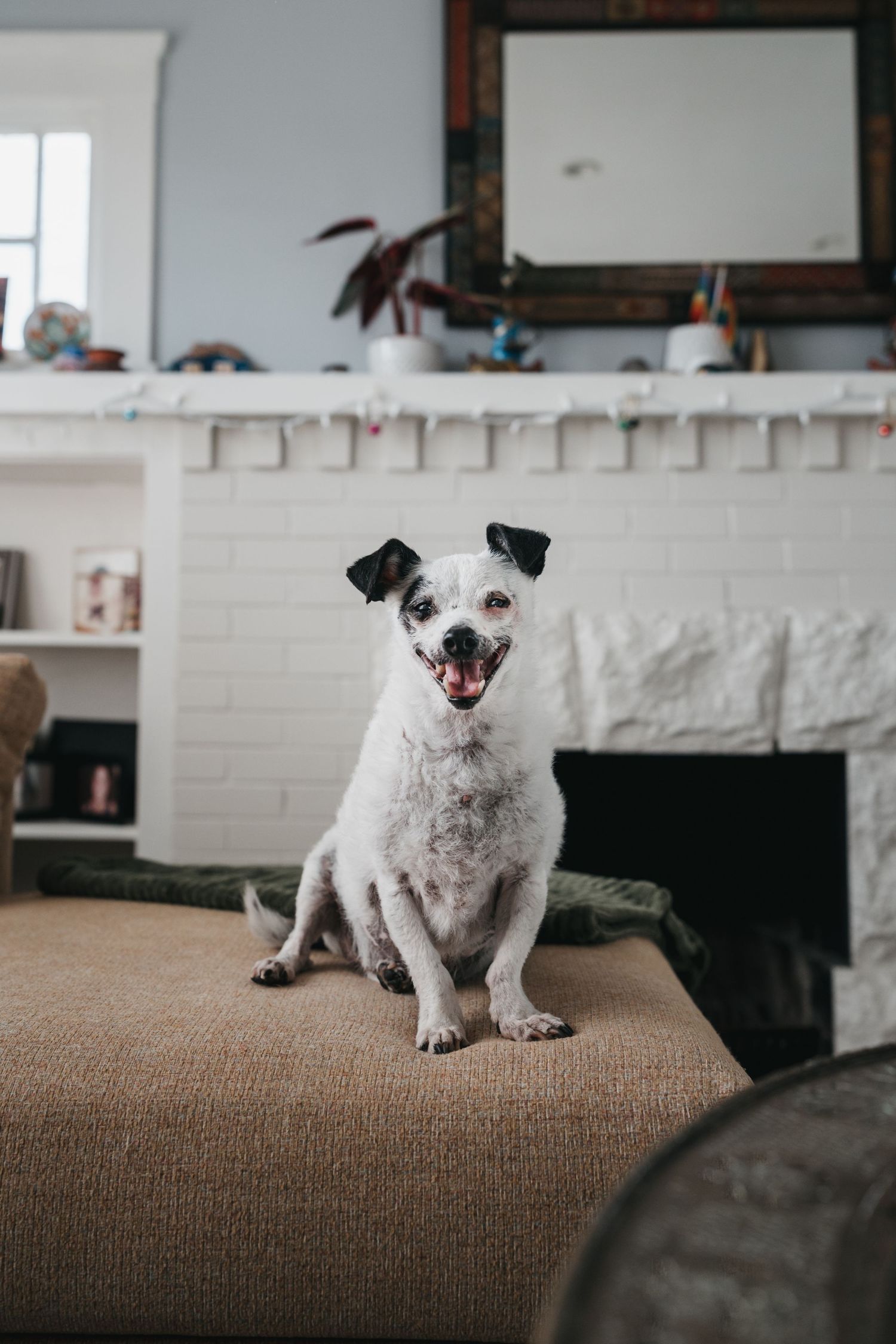 A smiling white and black dog sits on a sofa arm with a white brick fireplace in the background.