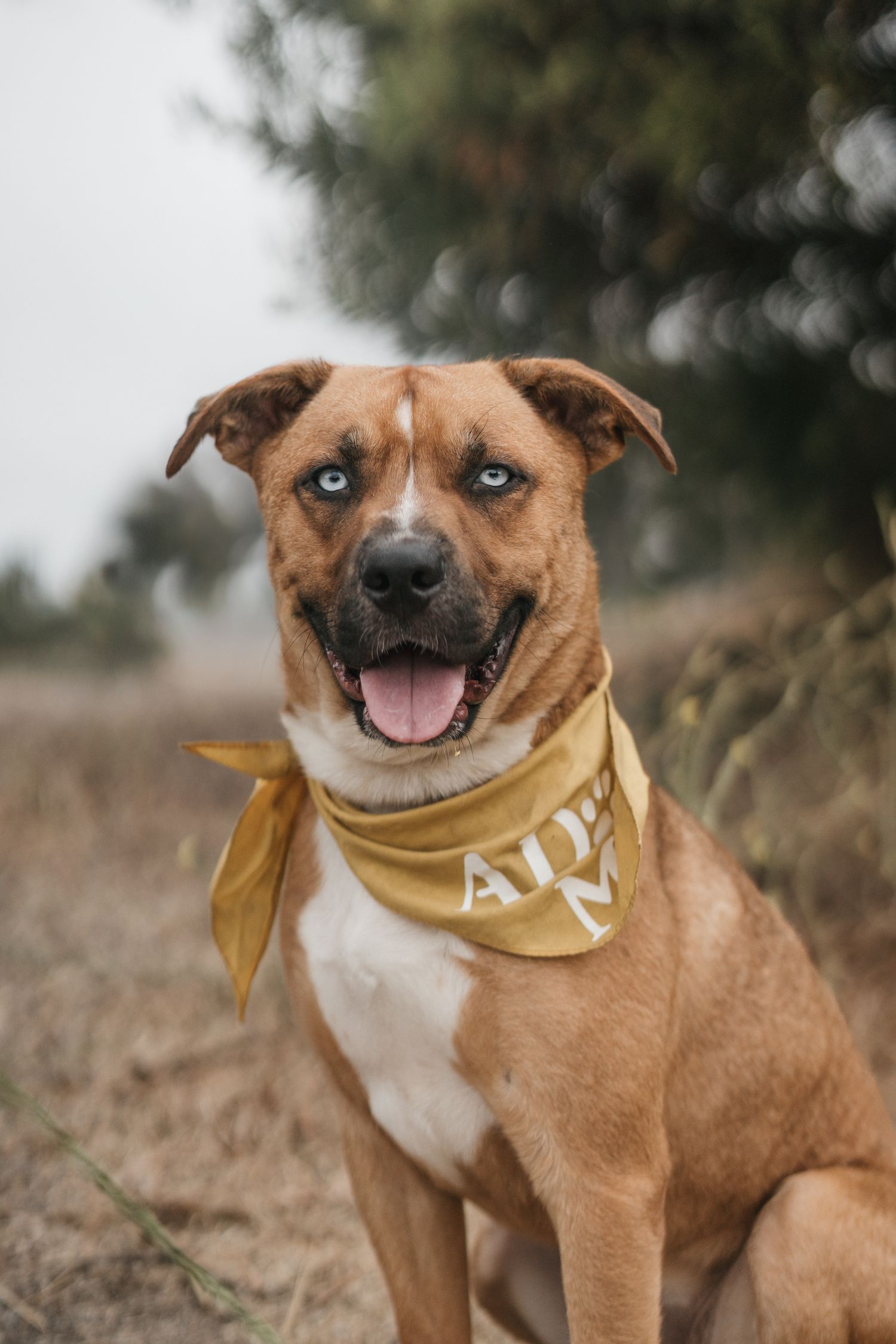 Smiling brown Pit Bull mix dog with blue eyes wearing gold bandana sitting outdoors on overcast day.
