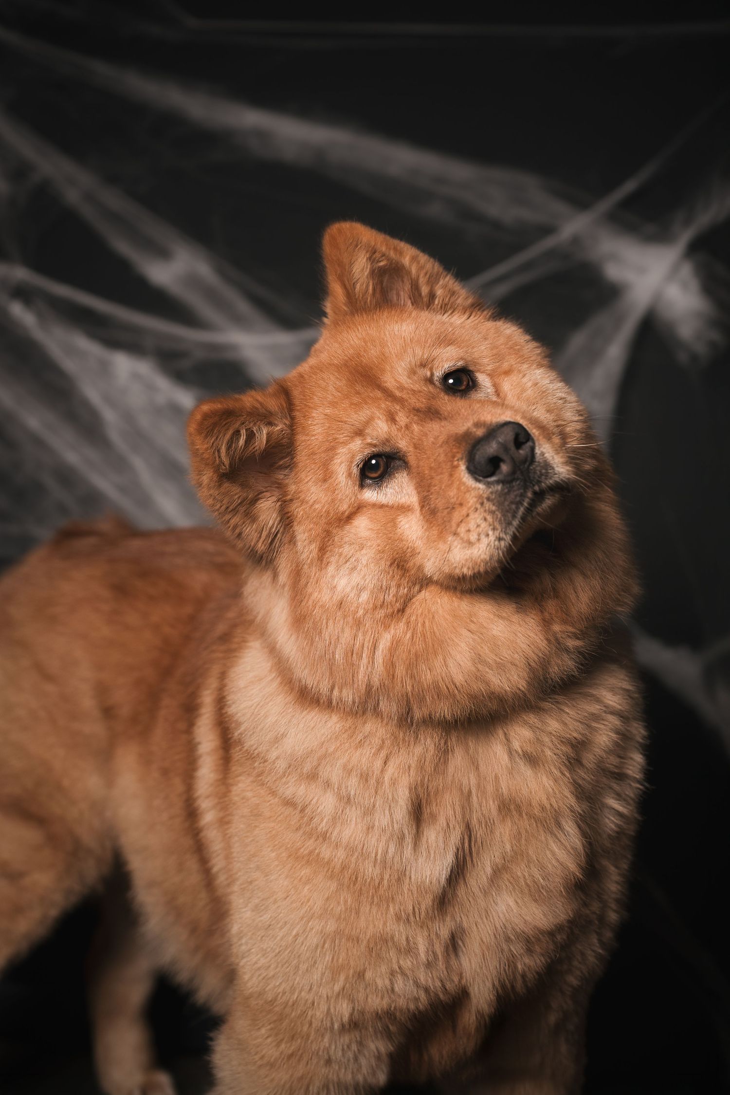 Fluffy golden Chow Chow dog tilting its head curiously in front of a dark backdrop draped with spooky white spider web decorations.