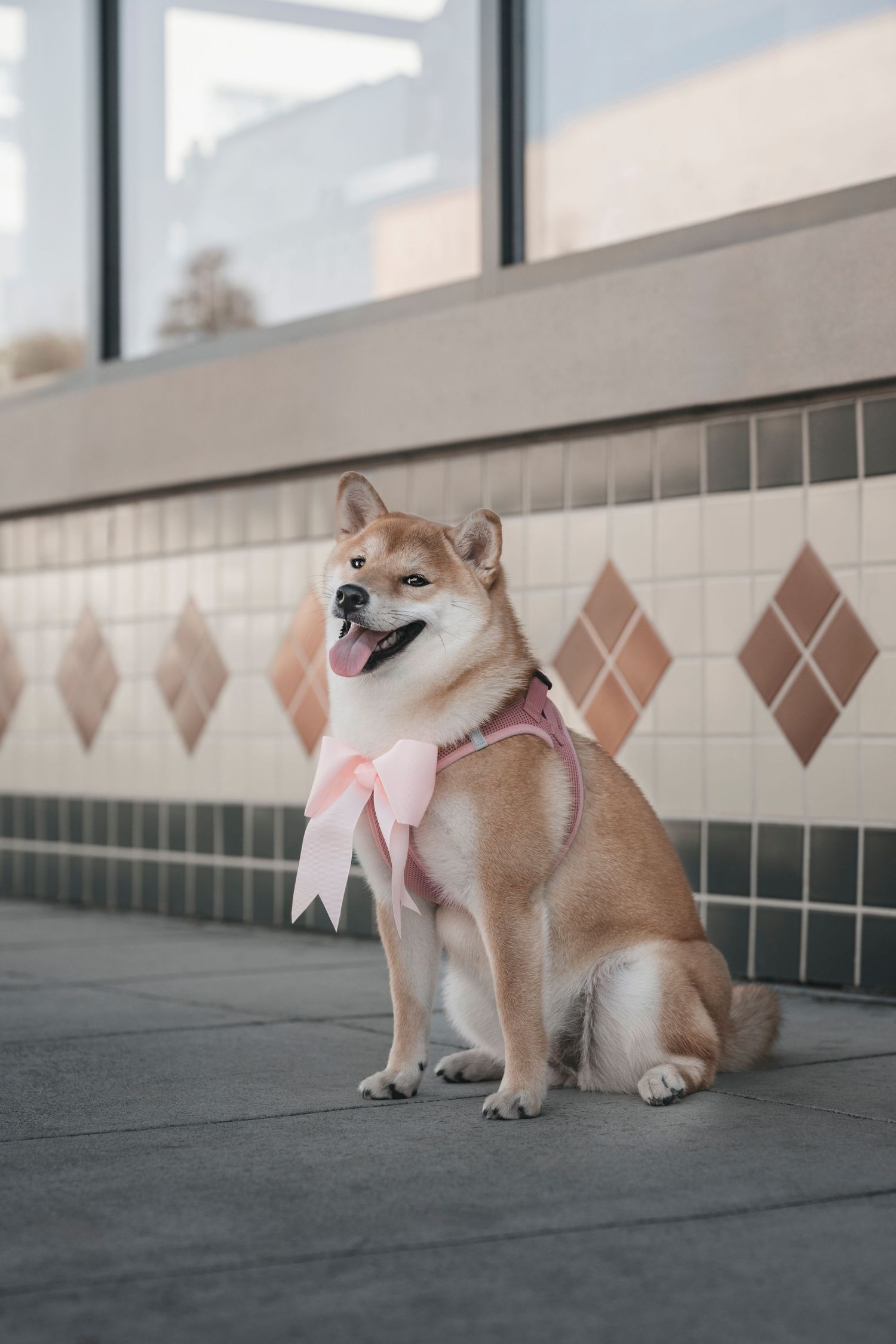 A fluffy Shiba Inu dog sits wearing a pink bow on a tiled outdoor walkway.