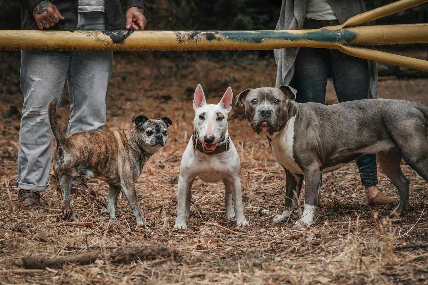 Dumpie, Buckwheat, and Frankie standing together on a forest trail in Leona Heights, looking at the camera, humans’ legs visible behind them