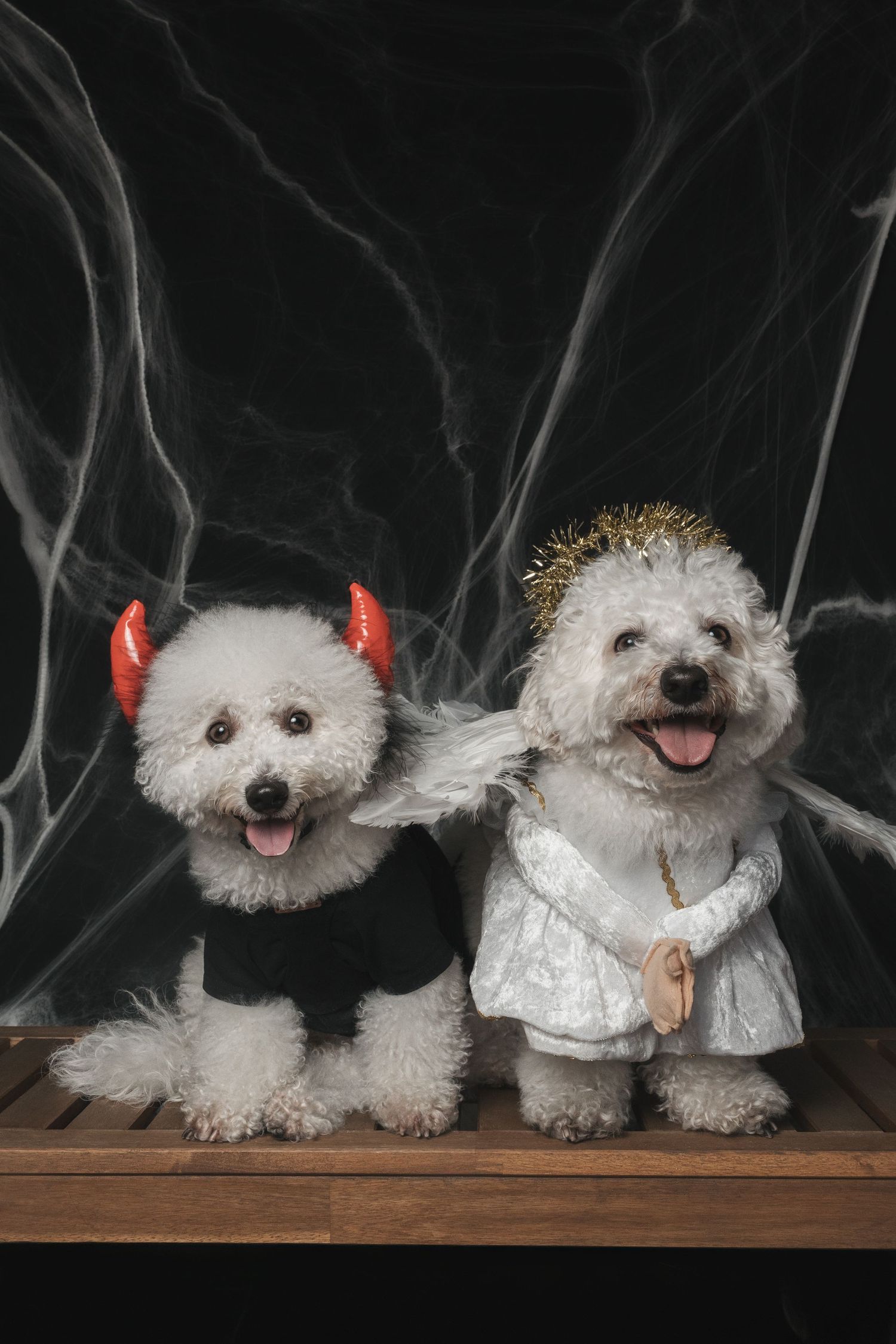 Two white Bichon Frise dogs in Halloween costumes, one as a devil and one as an angel, posed on a wooden bench.