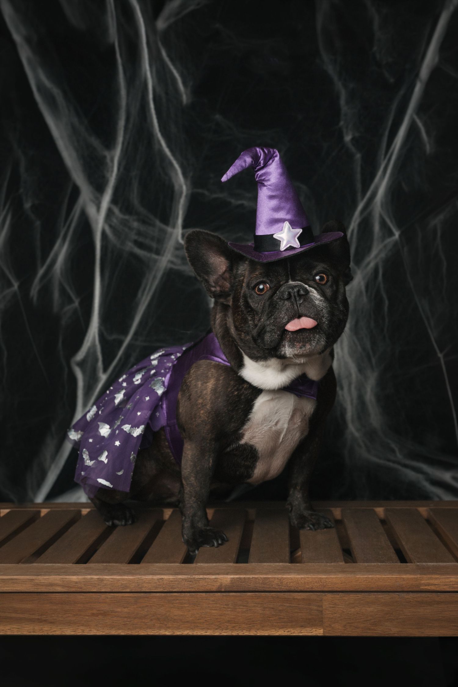 A French Bulldog wearing a purple witch hat and costume sits on a wooden bench against a dark spiderweb background.