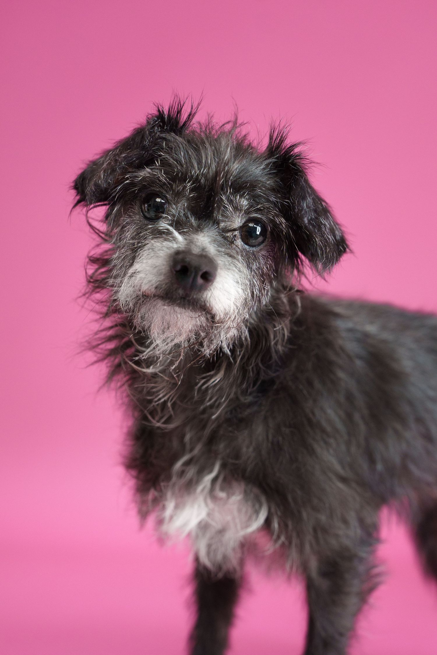 Scruffy wet black terrier mix dog posing against bright pink background.