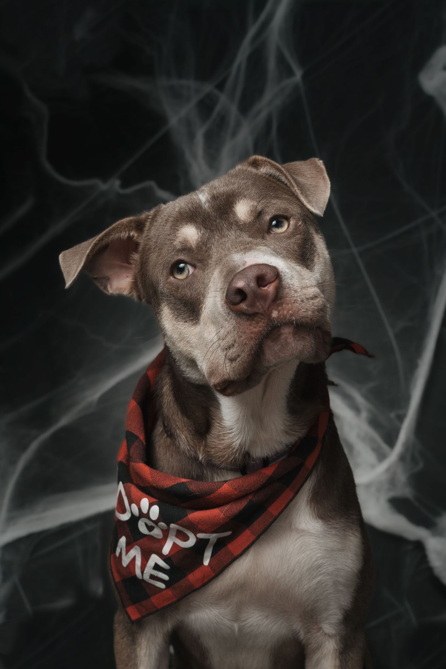 Adorable pit bull puppy wearing a red plaid Adopt Me bandana poses against a dark smoky background.