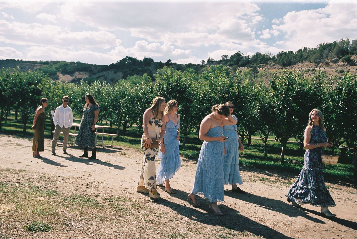 Wedding party in blue dresses walking through a scenic orchard on a sunny day.