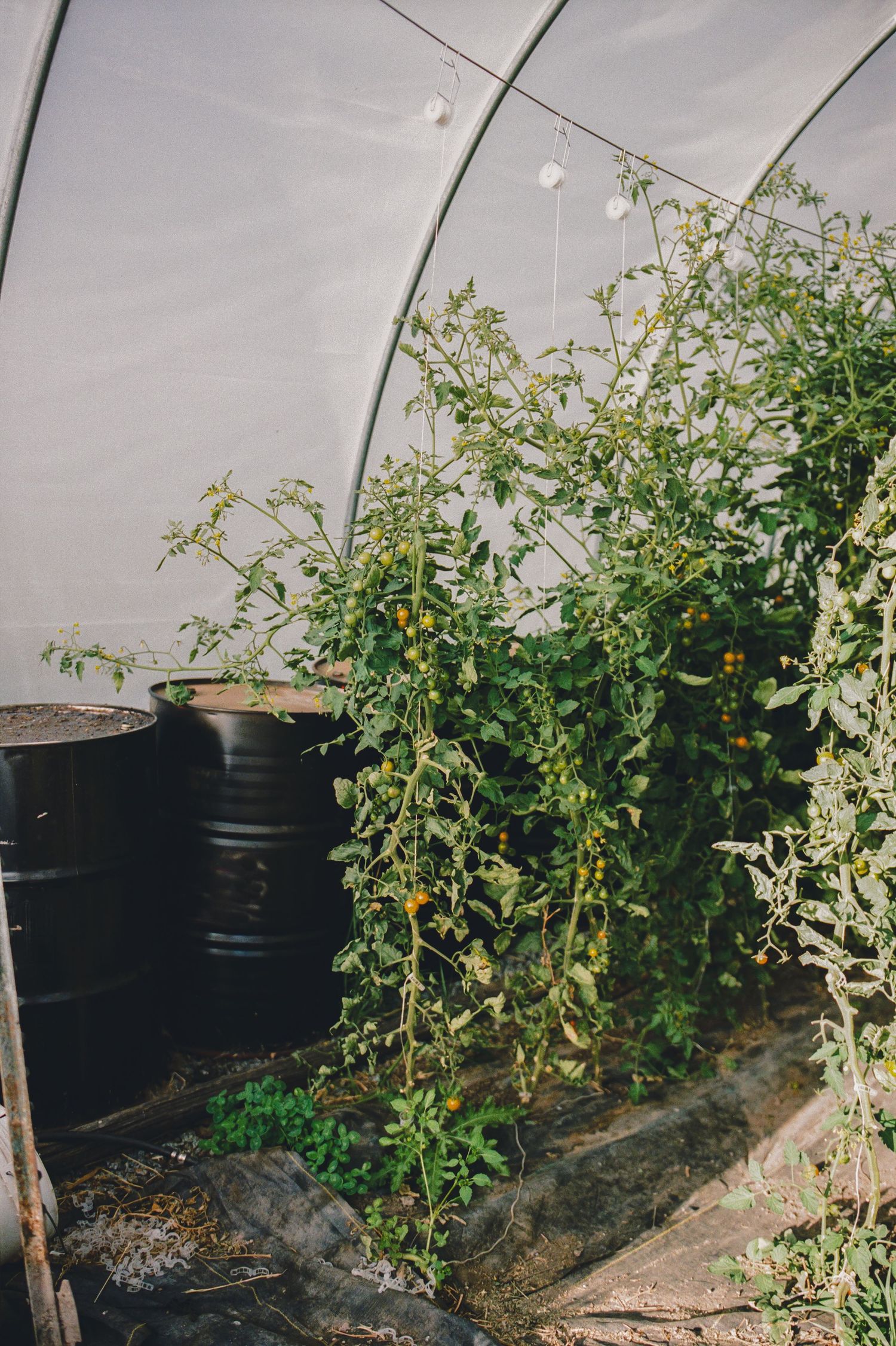 Tomato plants with yellow cherry tomatoes growing inside a polytunnel greenhouse with black barrels.