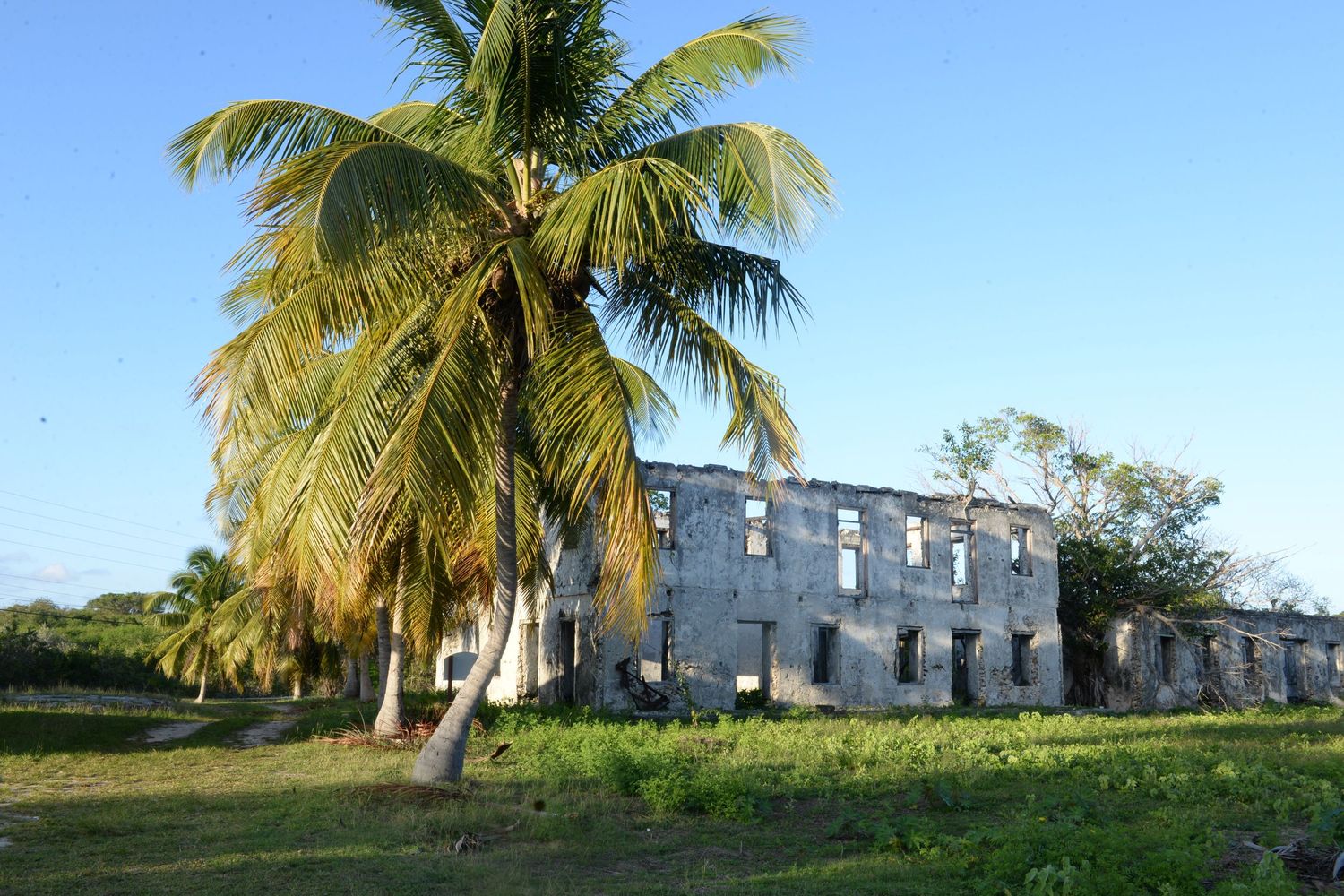 Palm tree stands tall next to abandoned stone building ruins.