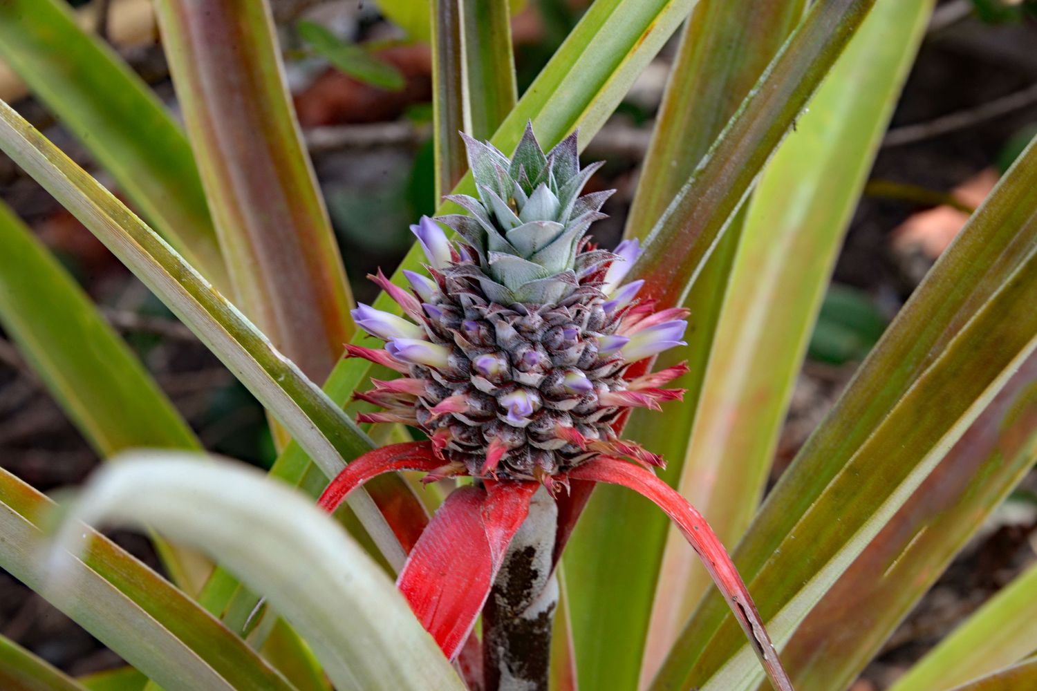 Close-up of a young pineapple plant with red and purple coloring growing among green leaves.