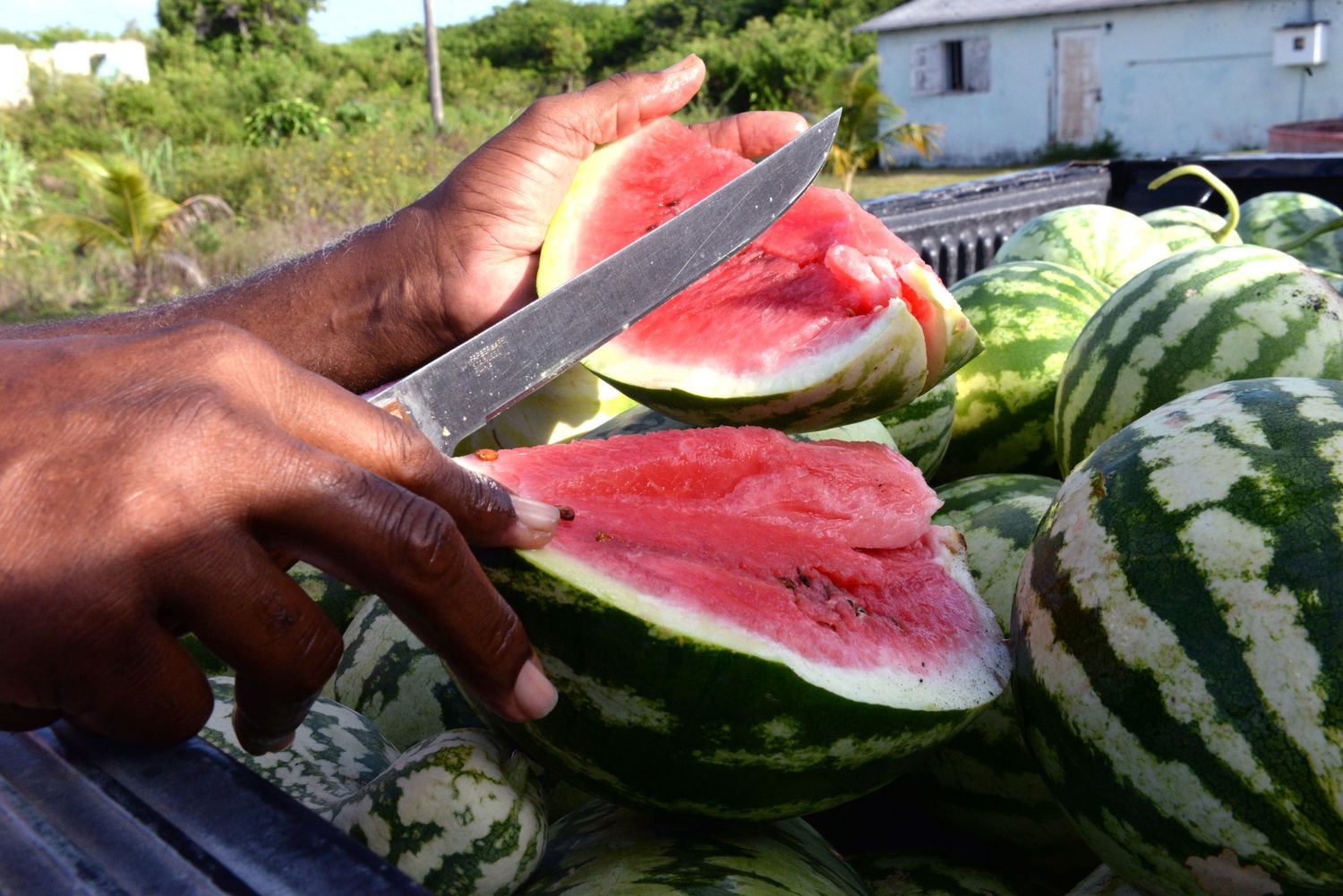 Fresh watermelon being cut with a knife on a table with multiple melons.