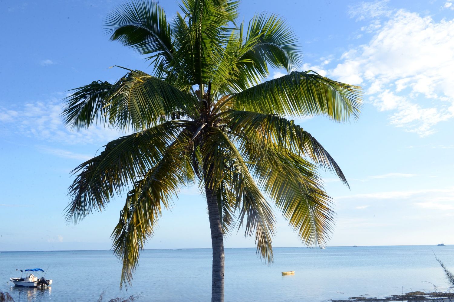 Lone palm tree stretches over calm tropical ocean waters against bright blue sky.