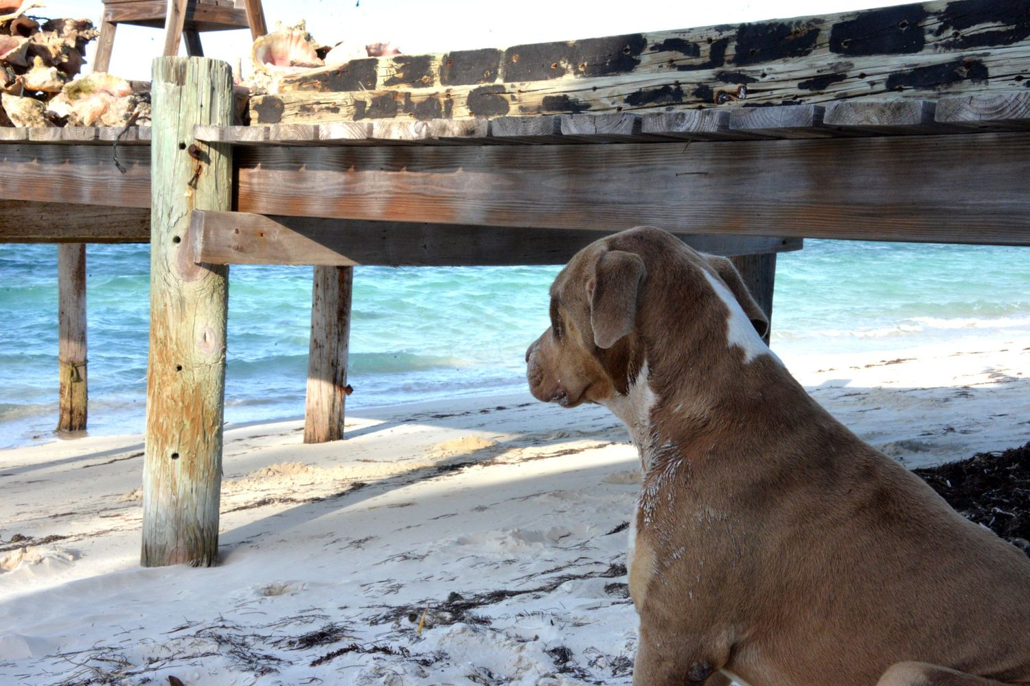 Brown dog sitting on a beach looking out at turquoise waters and wooden pier.
