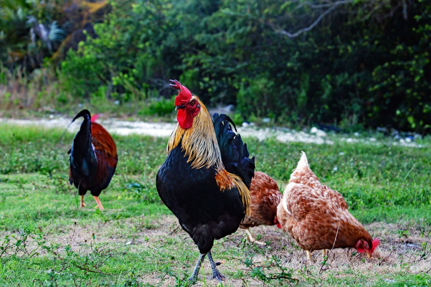 Free-range roosters and hens foraging on grass in a outdoor setting.