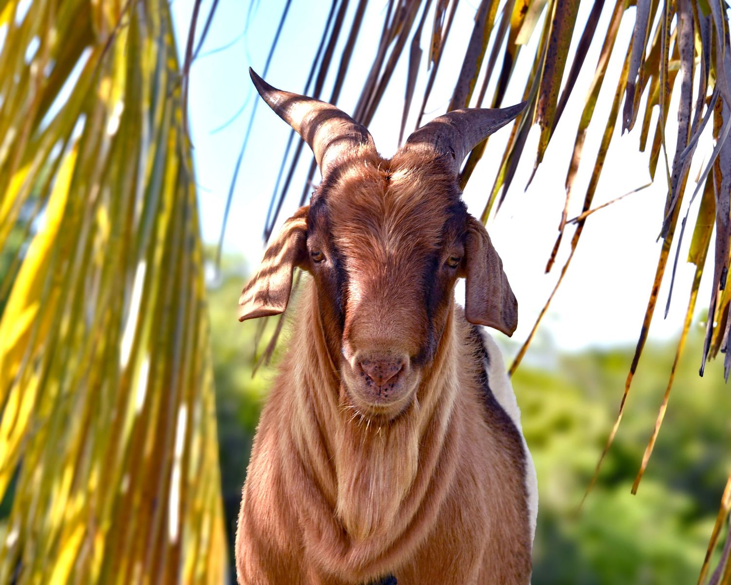Brown goat with long horns gazes at camera through palm fronds in tropical setting.
