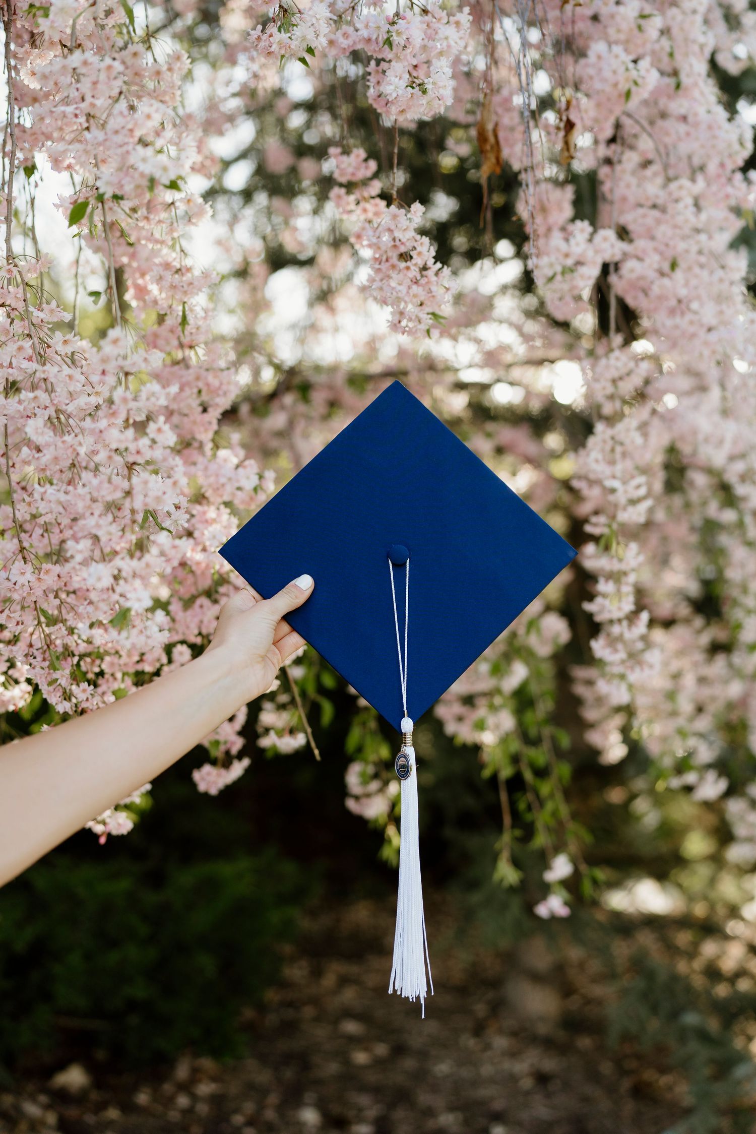 Hand holding a navy blue graduation cap with white tassel among pink cherry blossom tree branches.