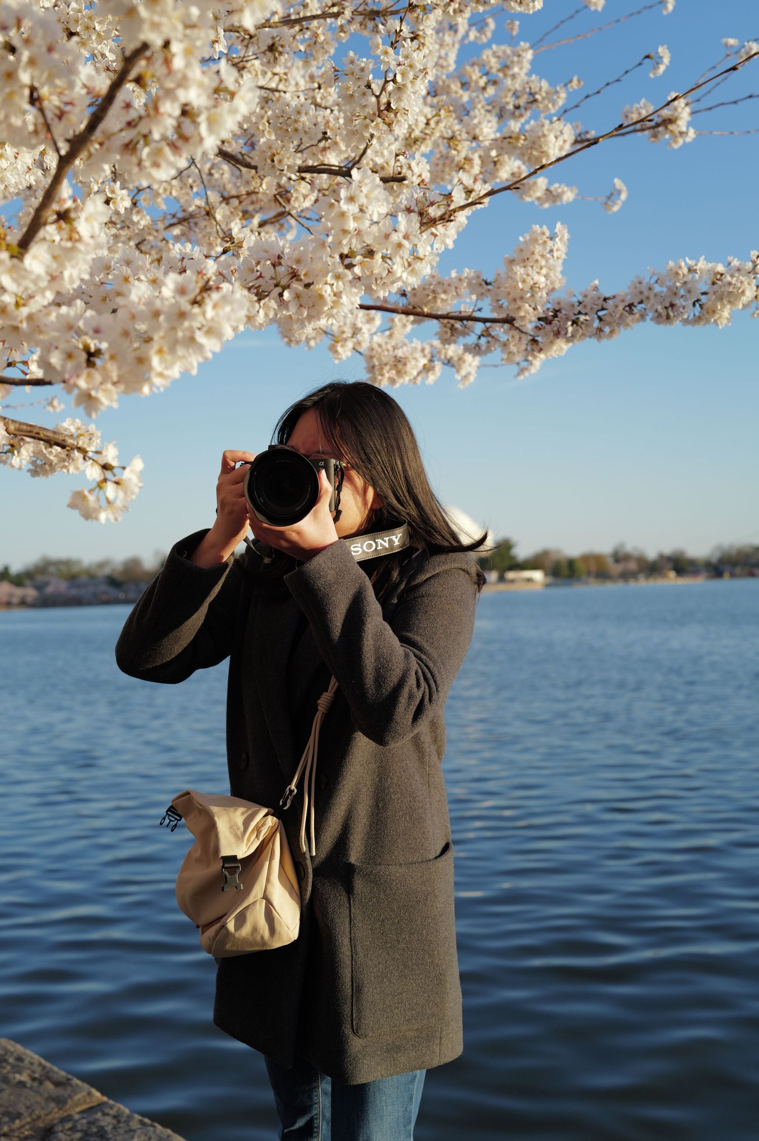 A photographer takes pictures under blooming cherry blossoms by a serene lake on a sunny day.