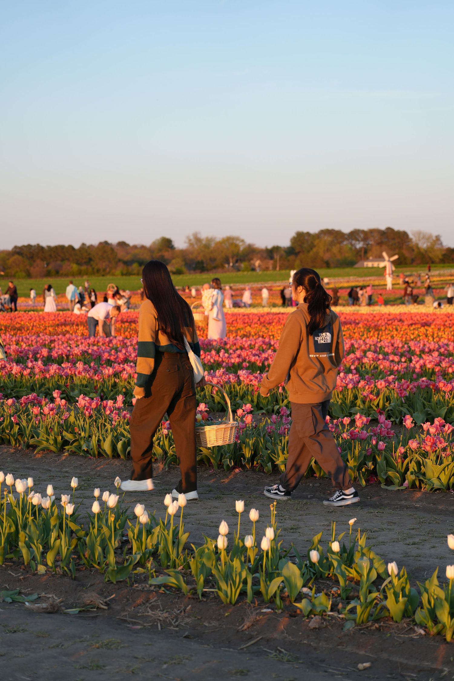 Visitors walking through vibrant tulip fields at sunset carrying flower baskets.