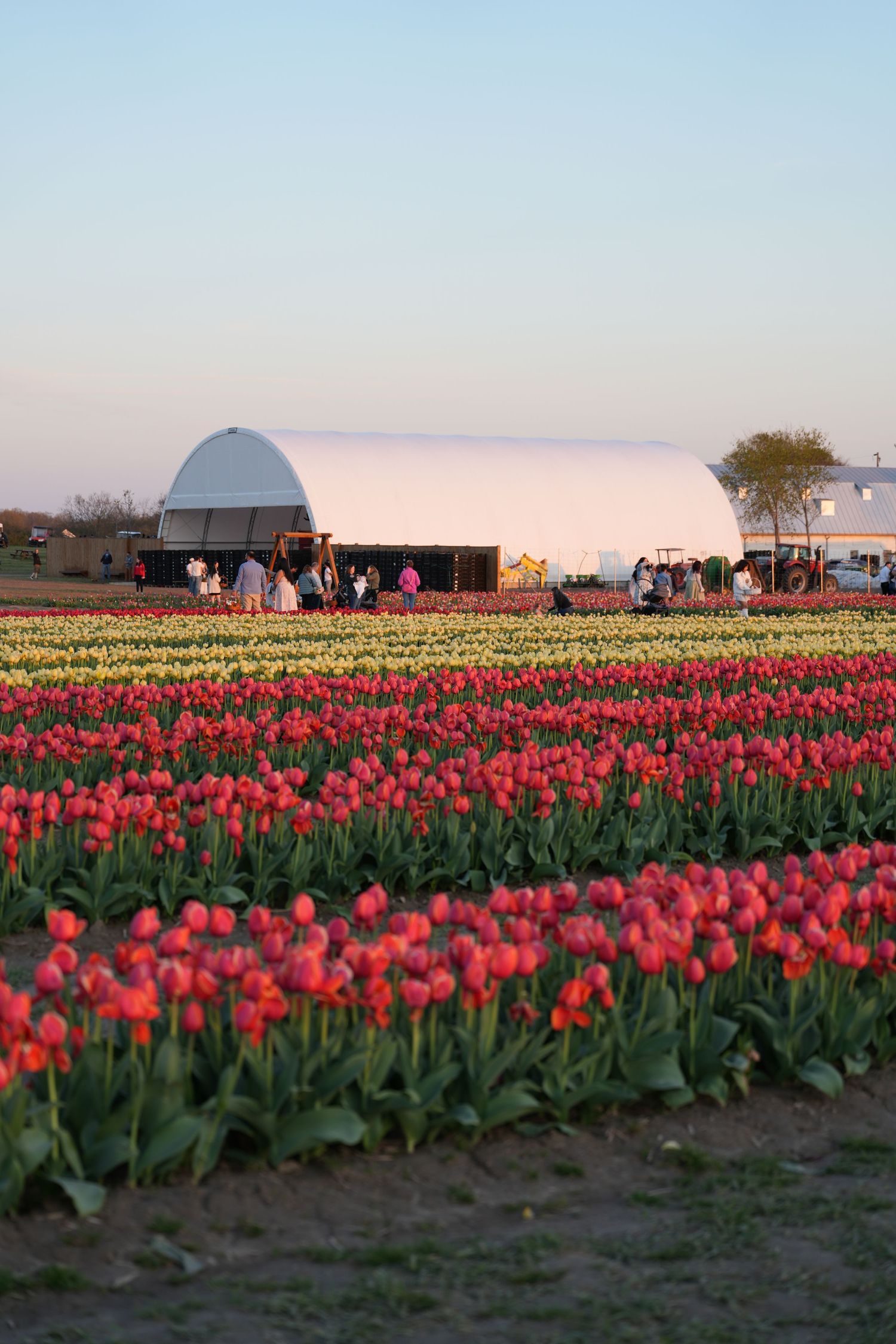 Rows of vibrant red tulips bloom in front of a white greenhouse during sunset.