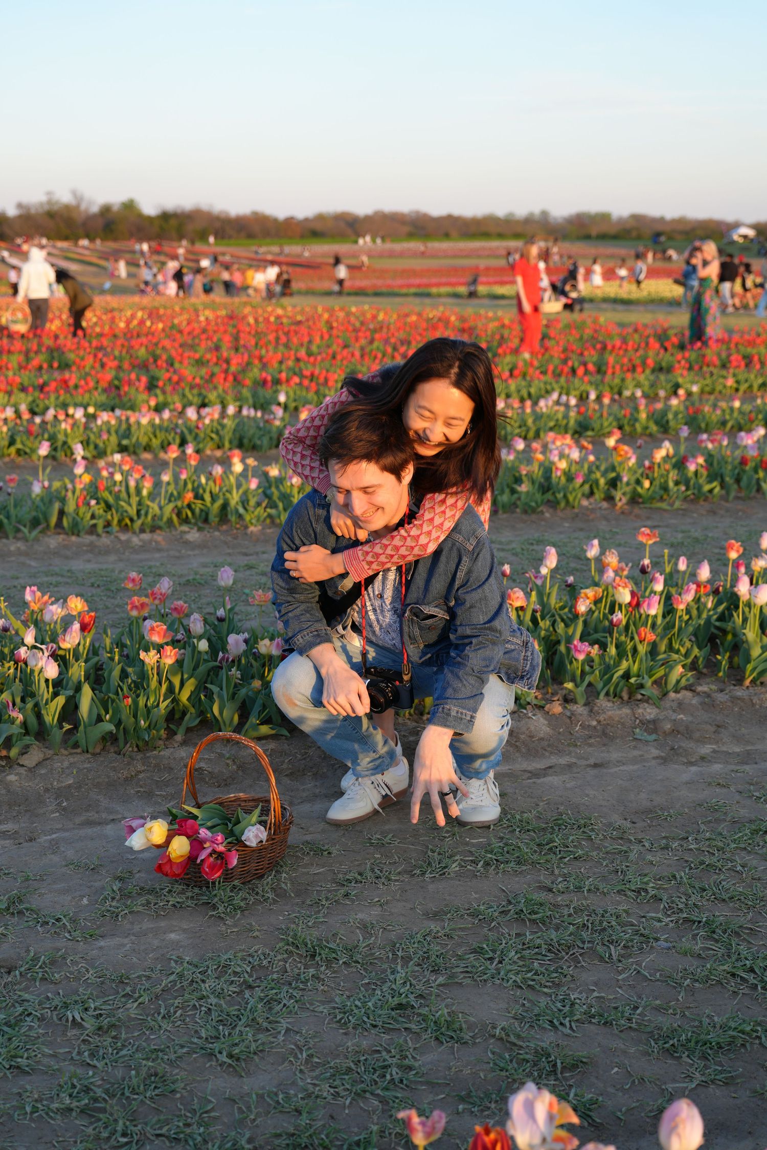 People enjoying a colorful tulip field during sunset with a picnic basket among the blooming flowers.