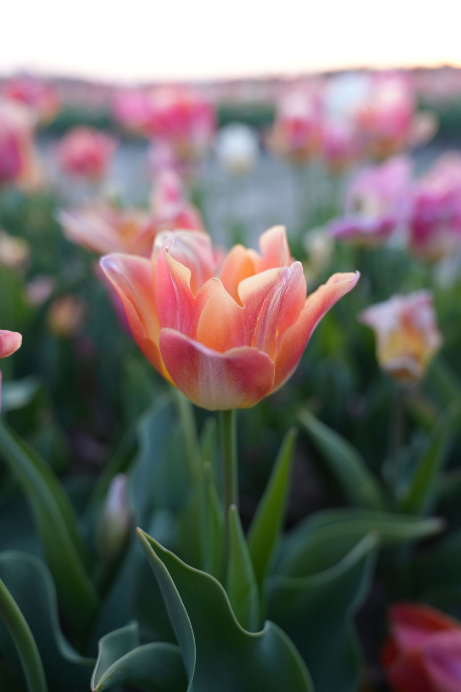 Close-up of a peachy pink tulip flower in bloom with soft bokeh background.