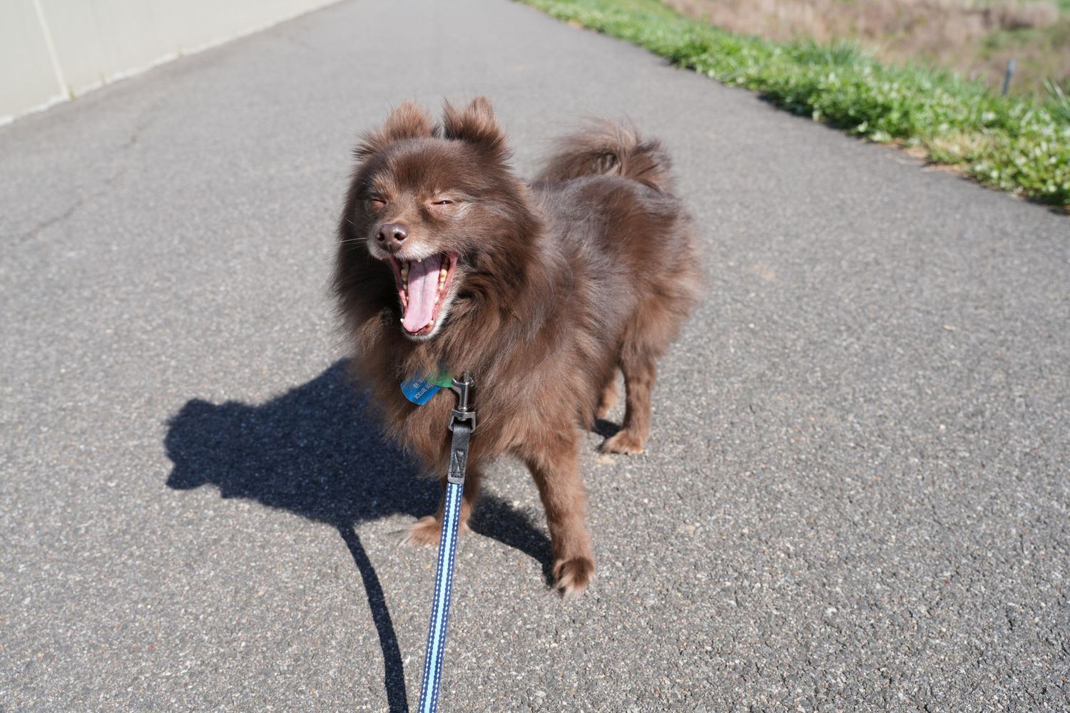 A brown Pomeranian dog with fluffy fur walks on a leash along a paved path.