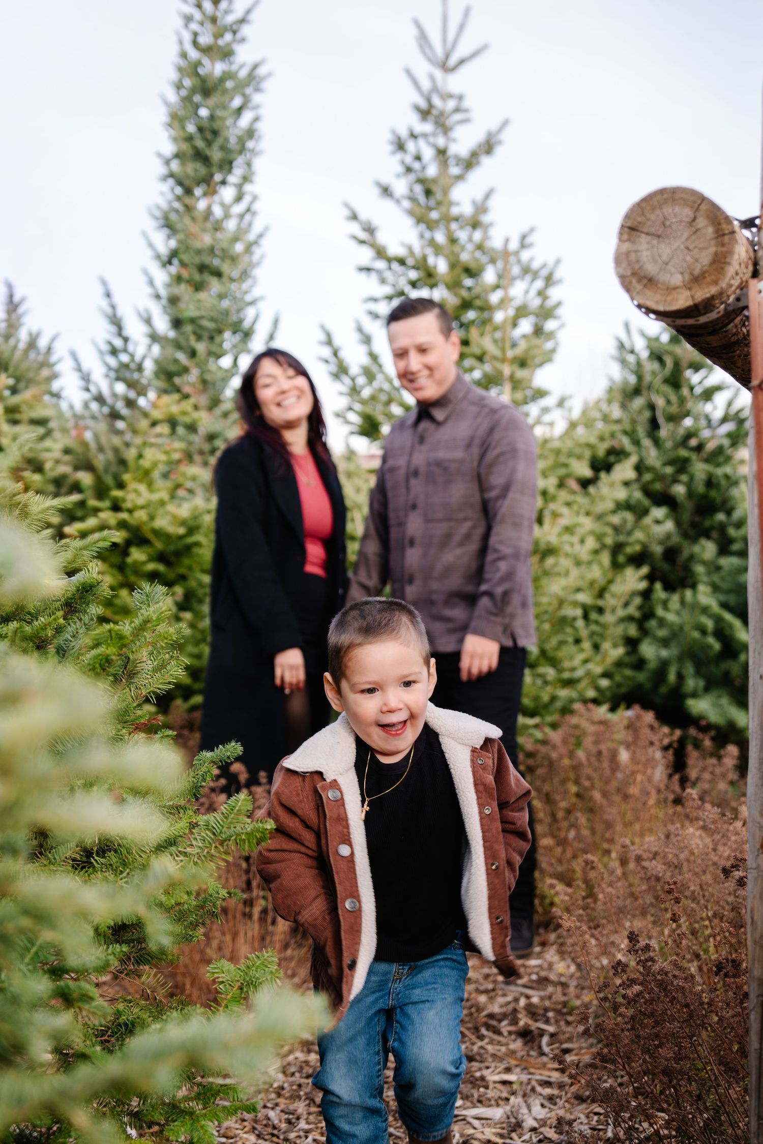 A joyful young boy runs toward the camera at a Christmas tree farm while his smiling parents stand among evergreens behind him.