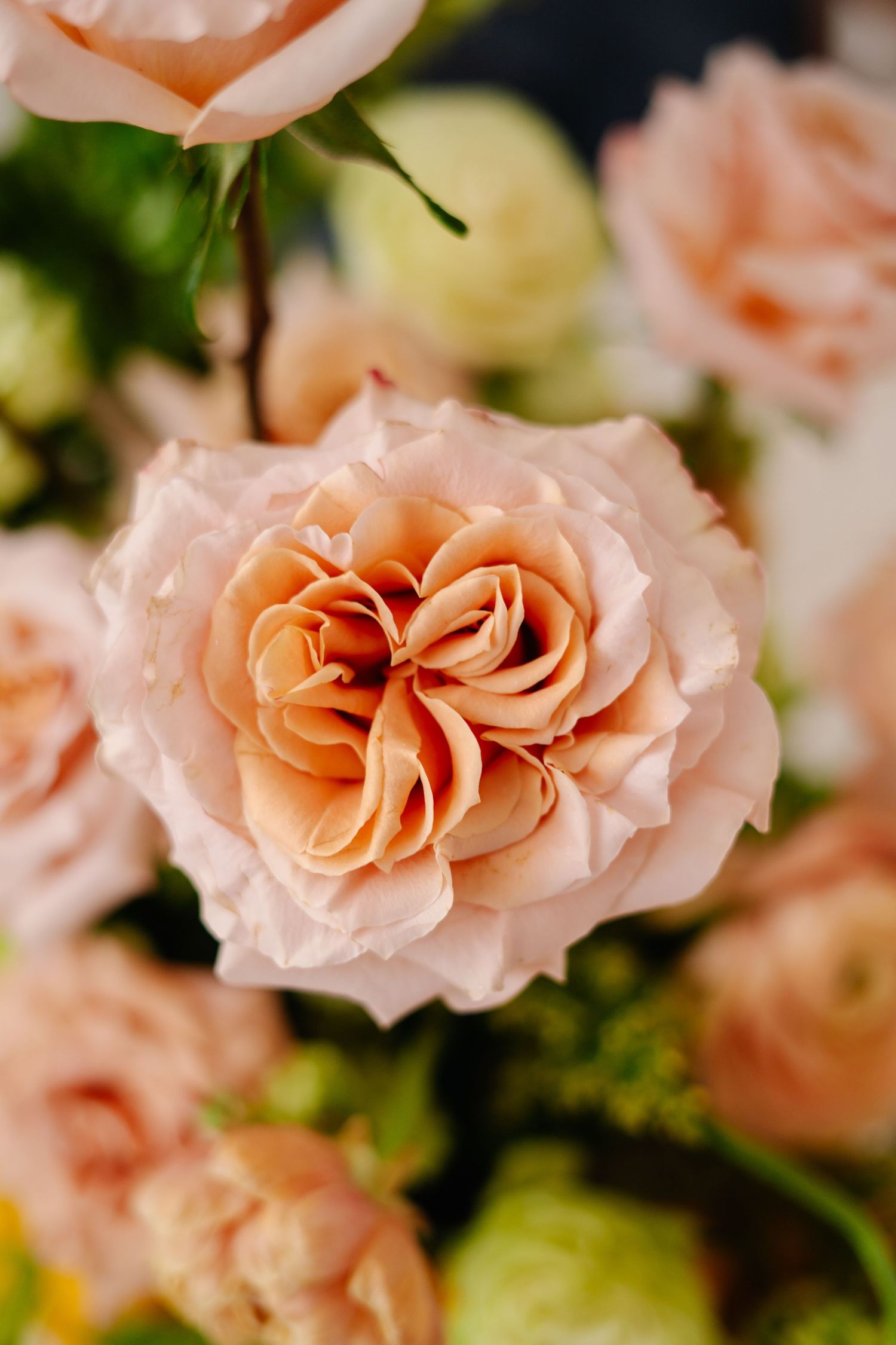 Close-up of peachy-pink garden roses with soft focus petals.